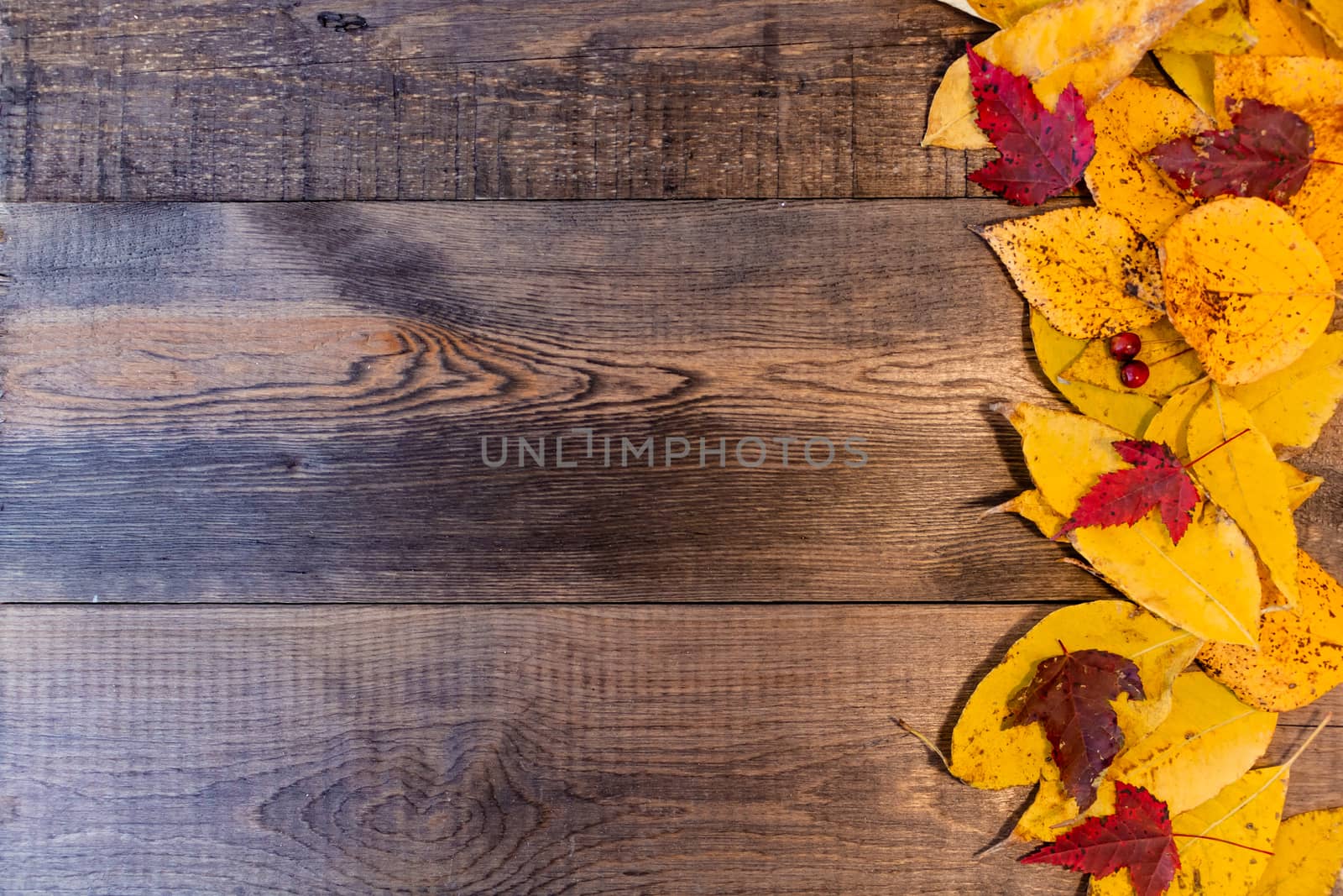Red, yellow, orange autumn leaves, as well as berries and cones lie on wooden boards. Background image.