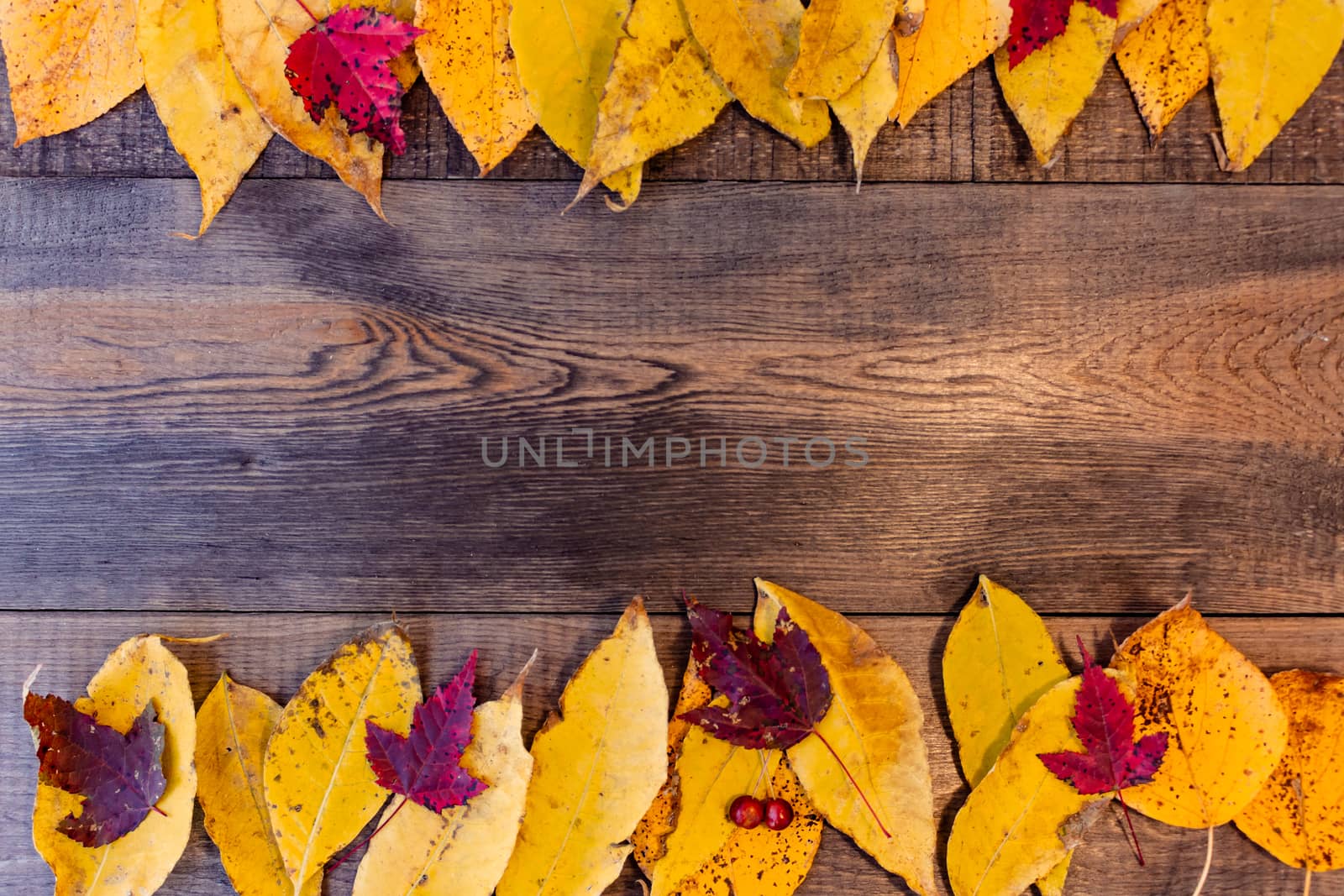 Red, yellow, orange autumn leaves, as well as berries and cones lie on wooden boards. Background image.