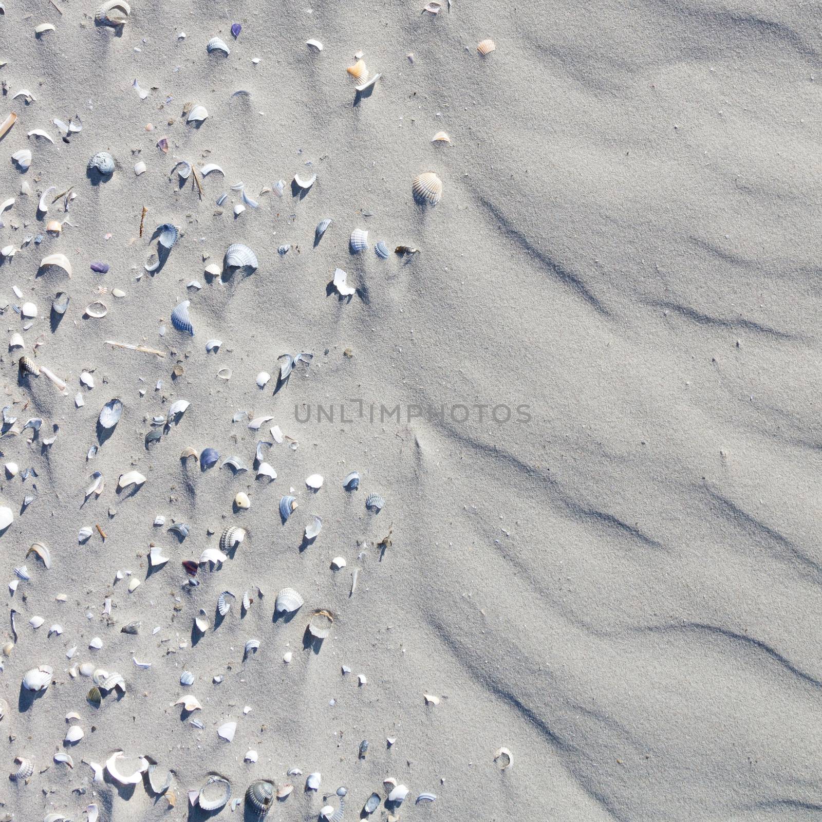 Many shells on a beach by michaklootwijk