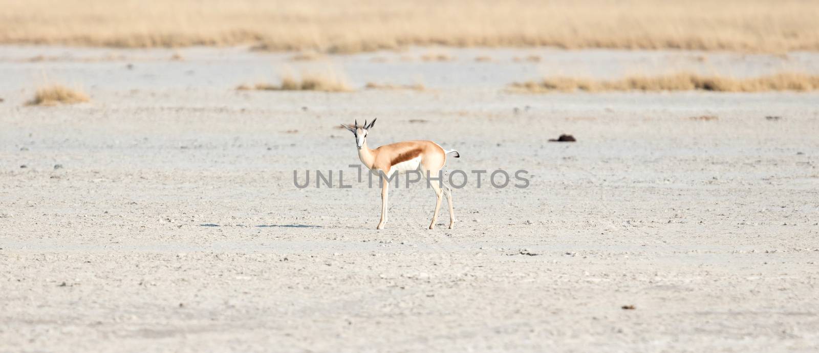 Lone springbok in the Makgadikgadi, Botswana