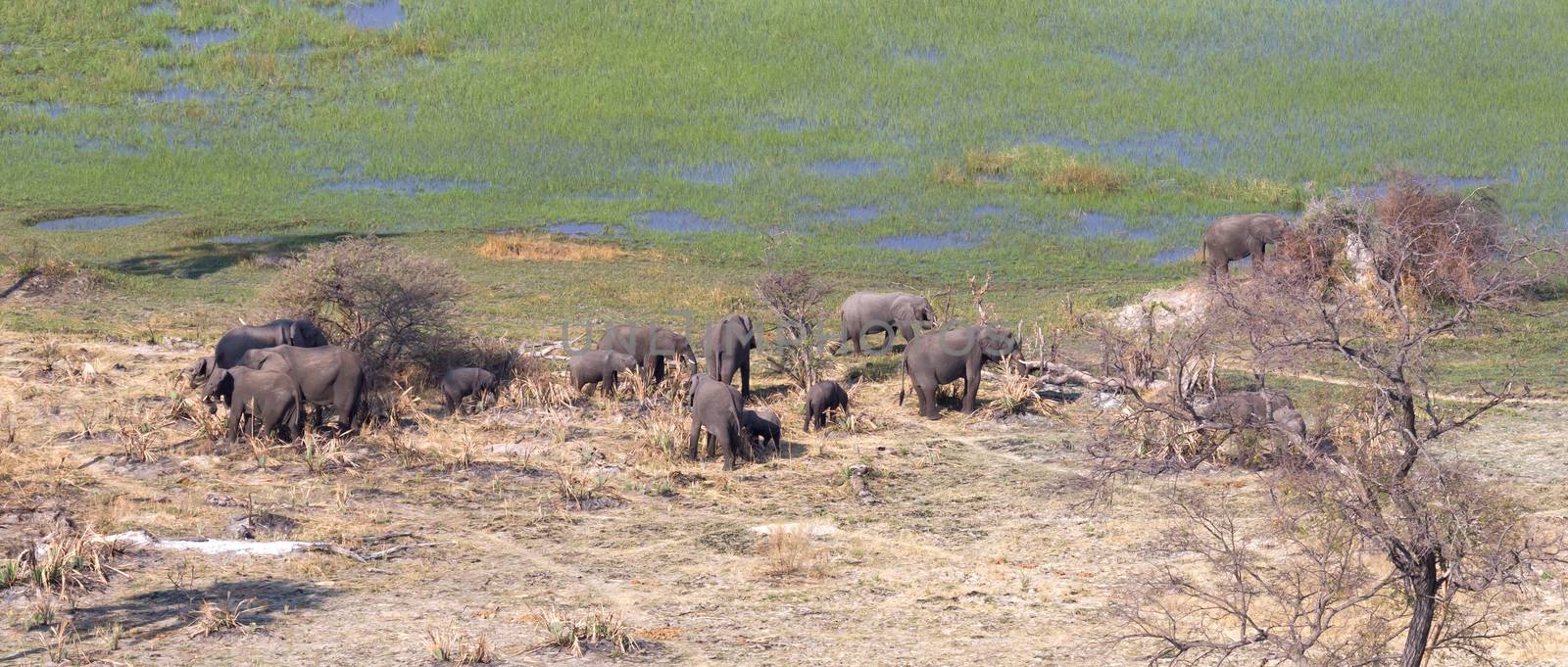 Elephants in the Okavango delta (Botswana), aerial shot