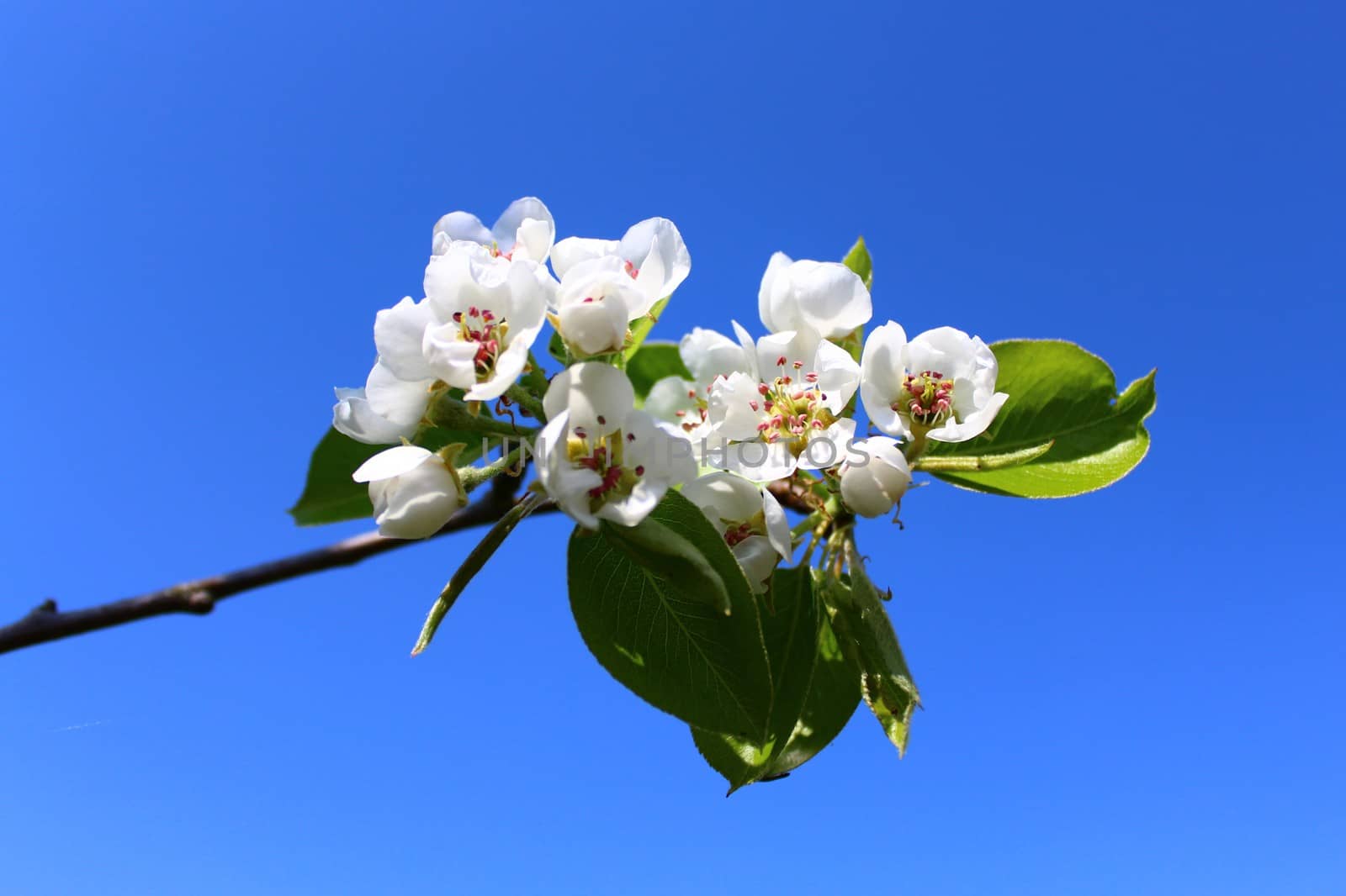 The picture shows wonderful apple tree blossoms in front of the blue sky.