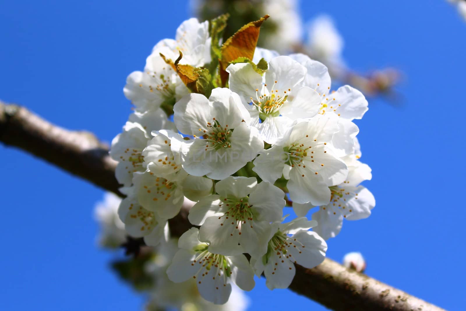 The picture shows cherry blossoms in the spring.