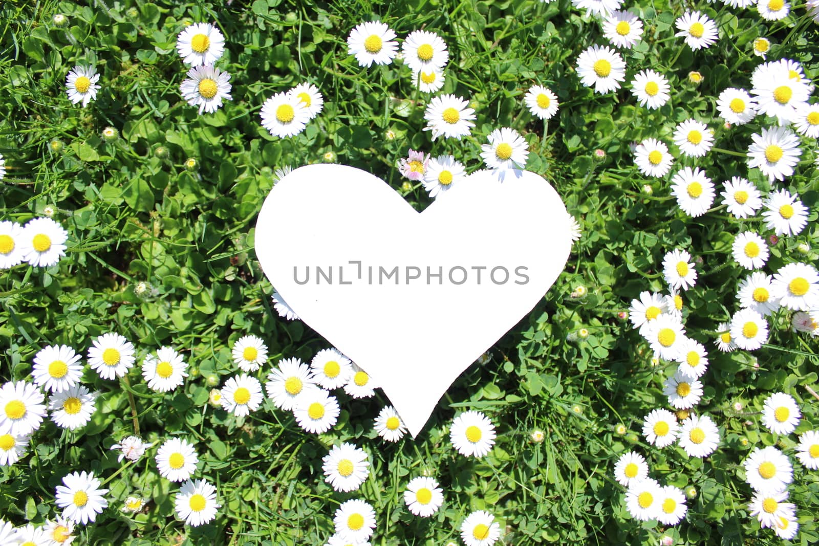 The picture shows a white heart on a meadow with daisy flowers.