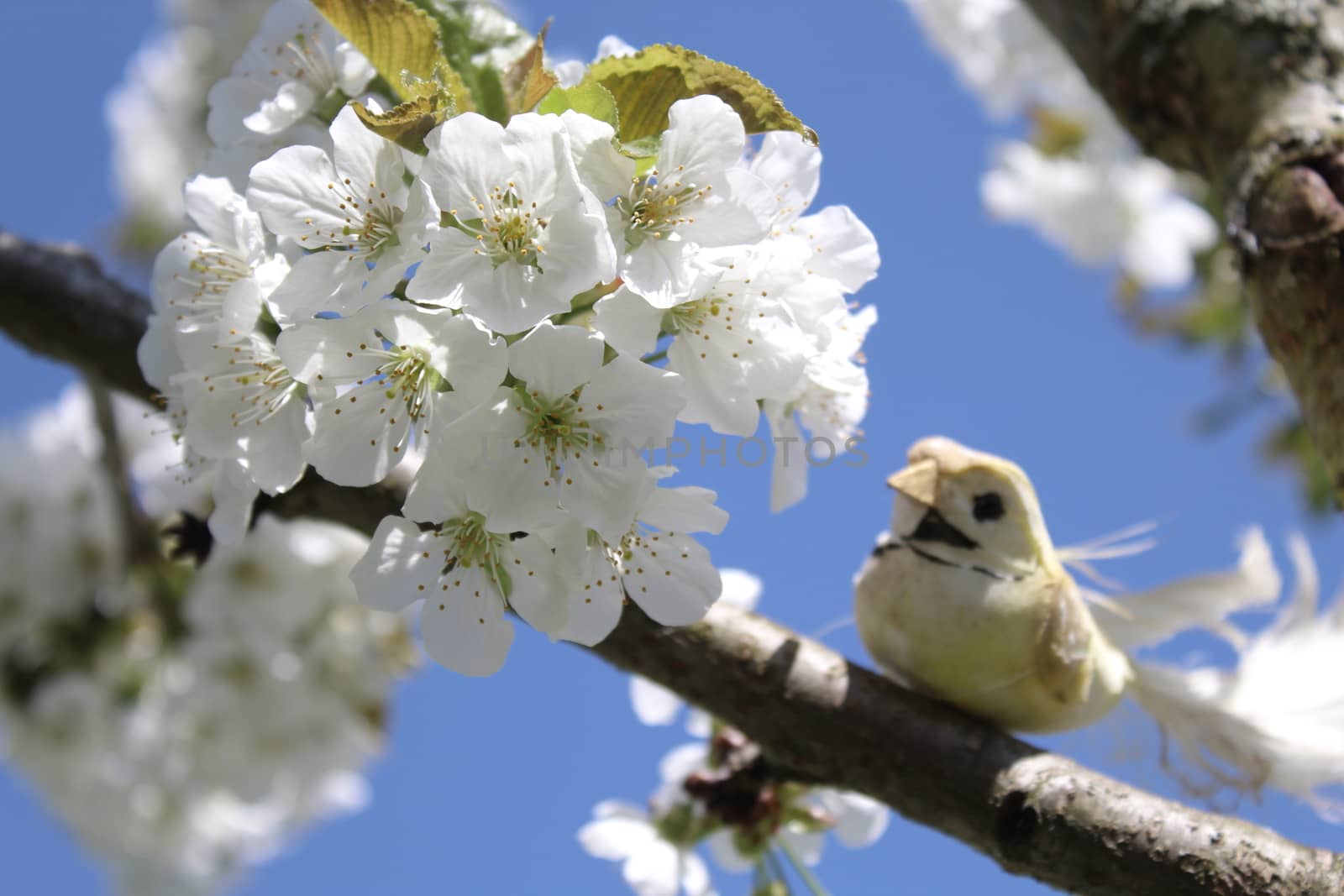 bird in the blossoming cherry tree by martina_unbehauen