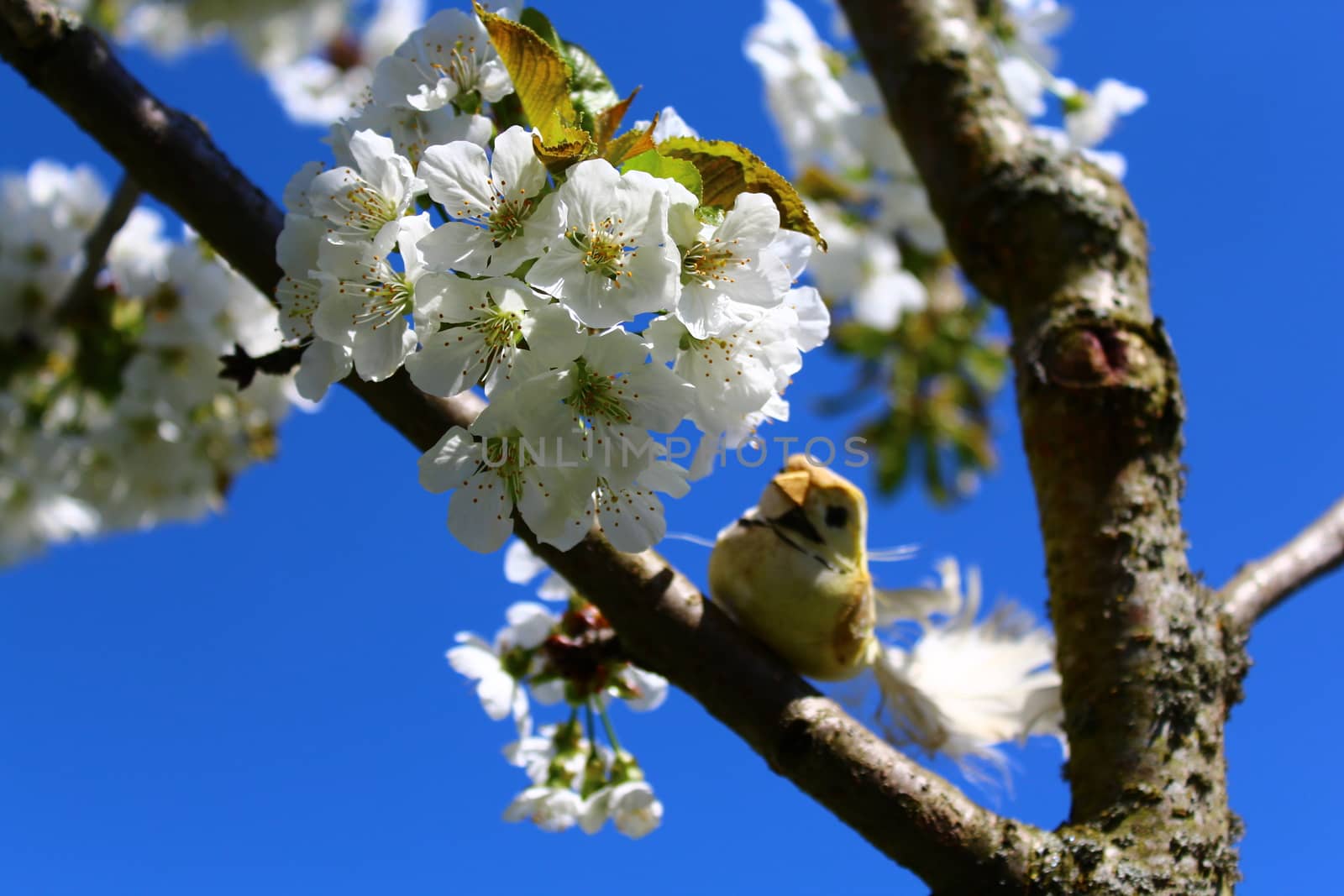 bird in the blossoming cherry tree by martina_unbehauen