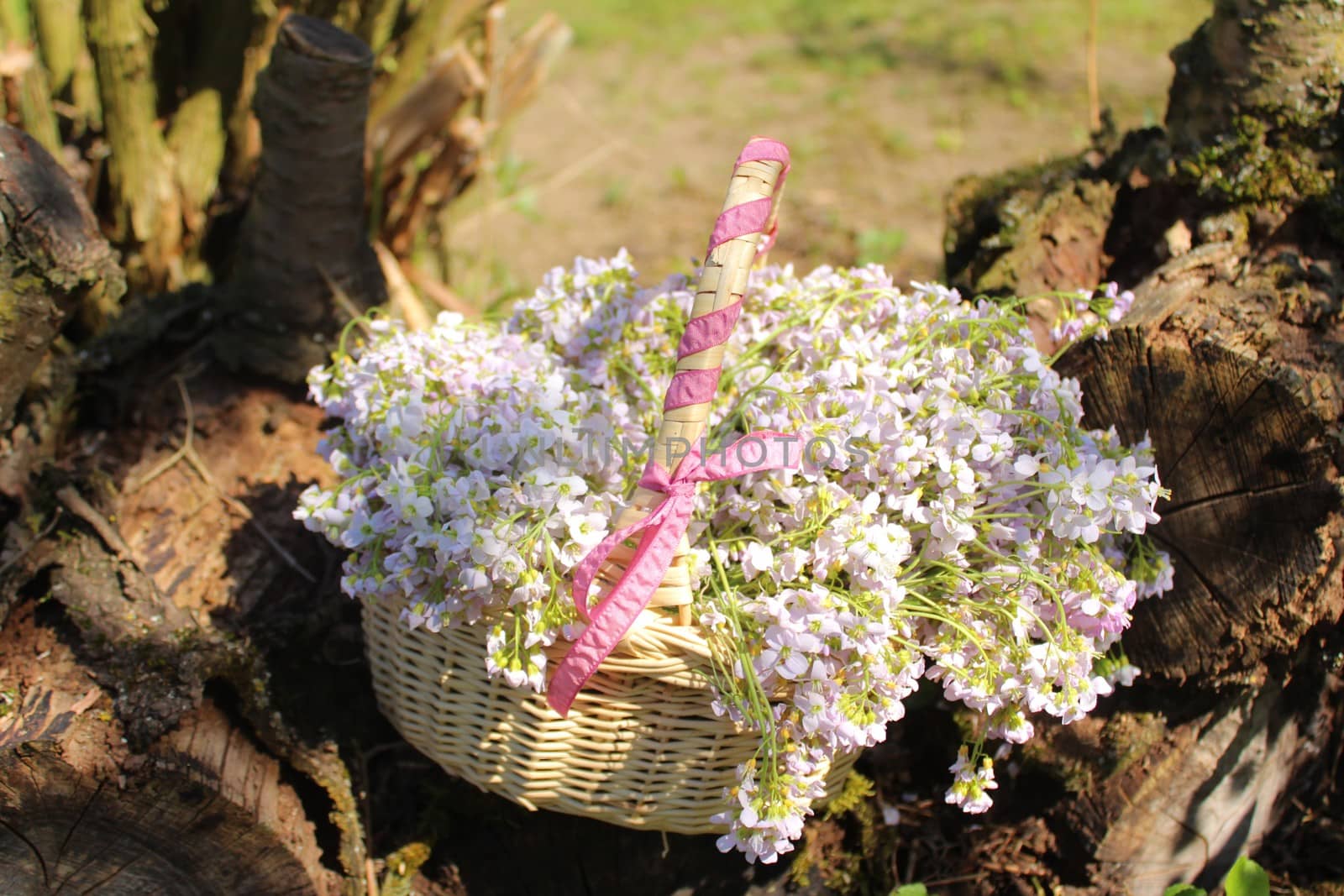 cuckoo flowers in a basket on a tree trunk by martina_unbehauen