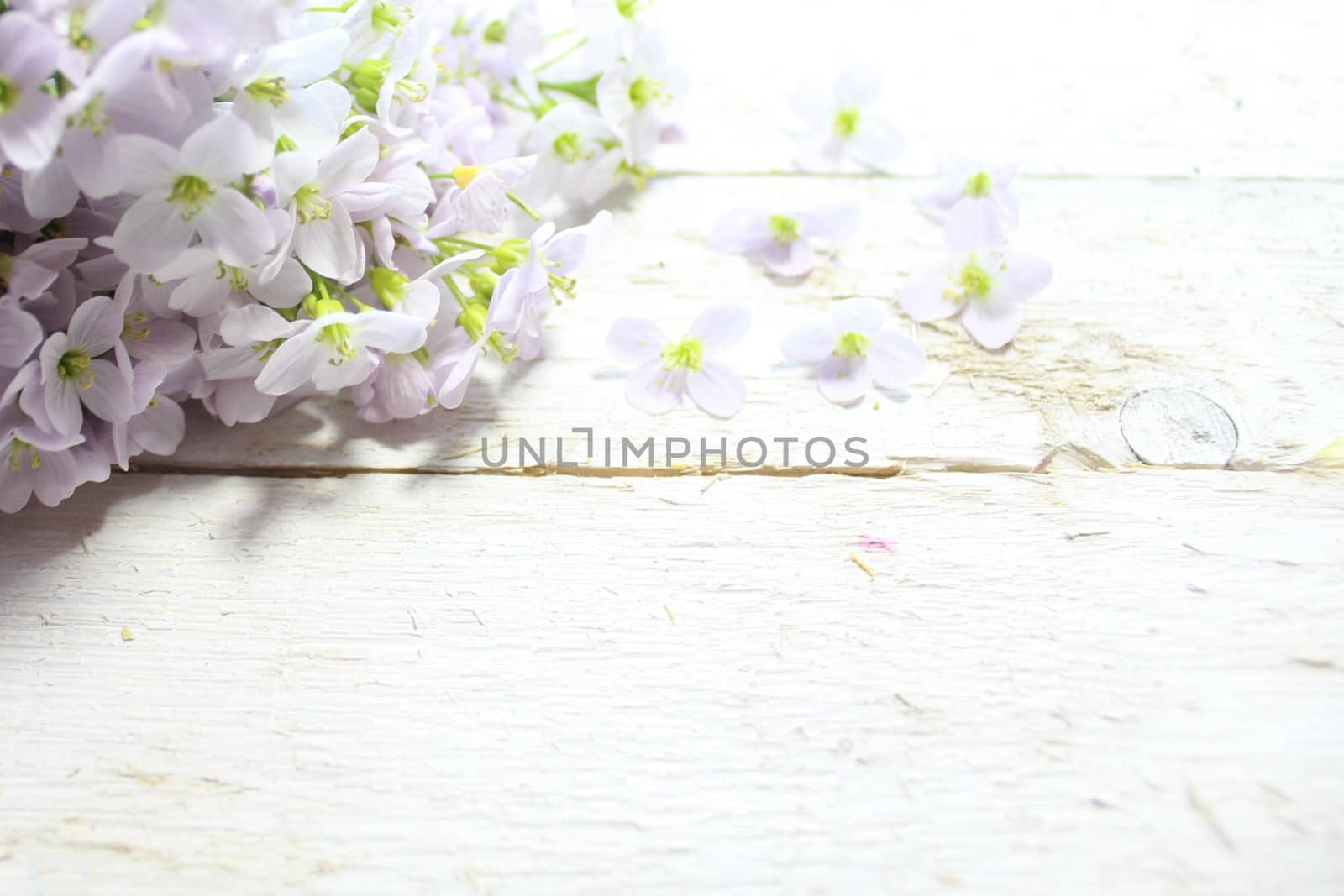 cuckoo flower on wooden boards by martina_unbehauen