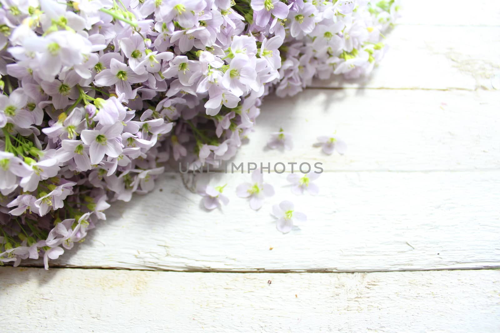 The picture shows a cuckoo flower on wooden boards.