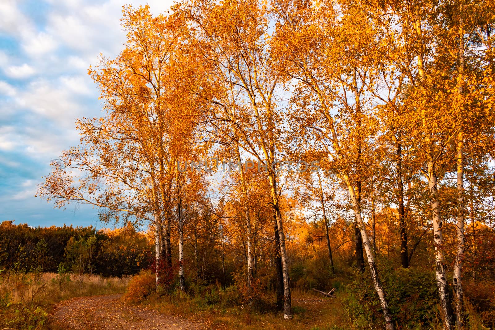 Birches in the autumn forest are covered with orange and yellow leaves. Against the sunset sky.