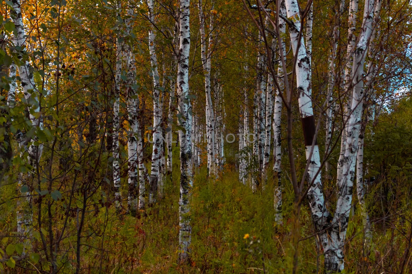 Birches in the autumn forest are covered with orange and yellow leaves. Against the sunset sky.