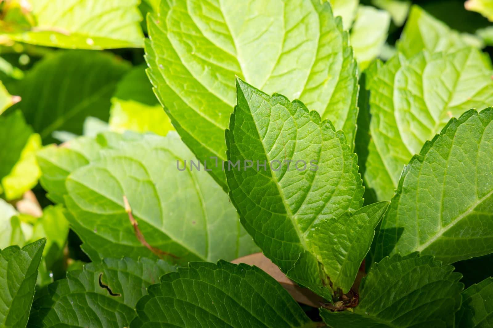 Close Up green leaf under sunlight in the garden. Natural background with copy space.