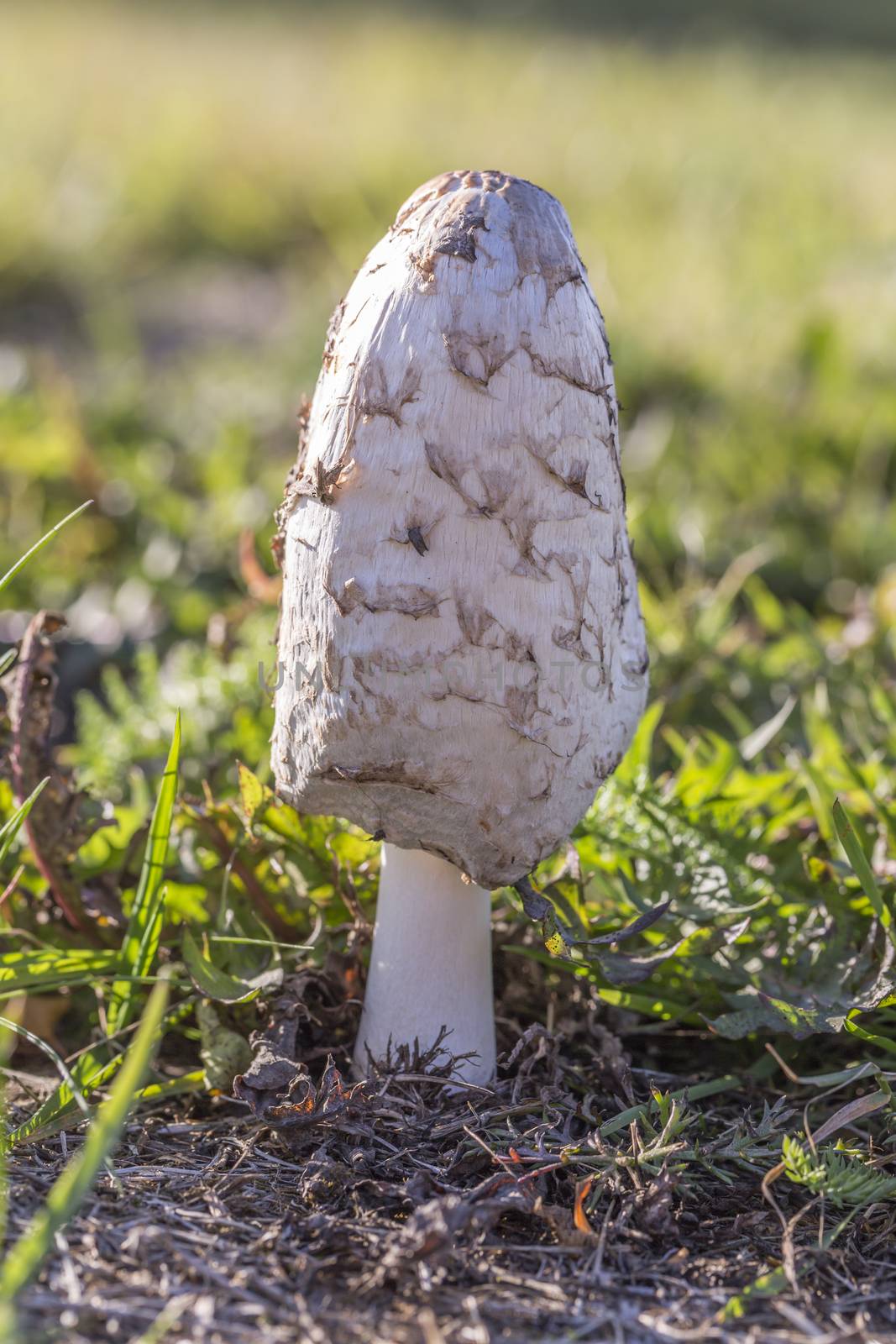 Shaggy Ink Cap Fungus Close up.