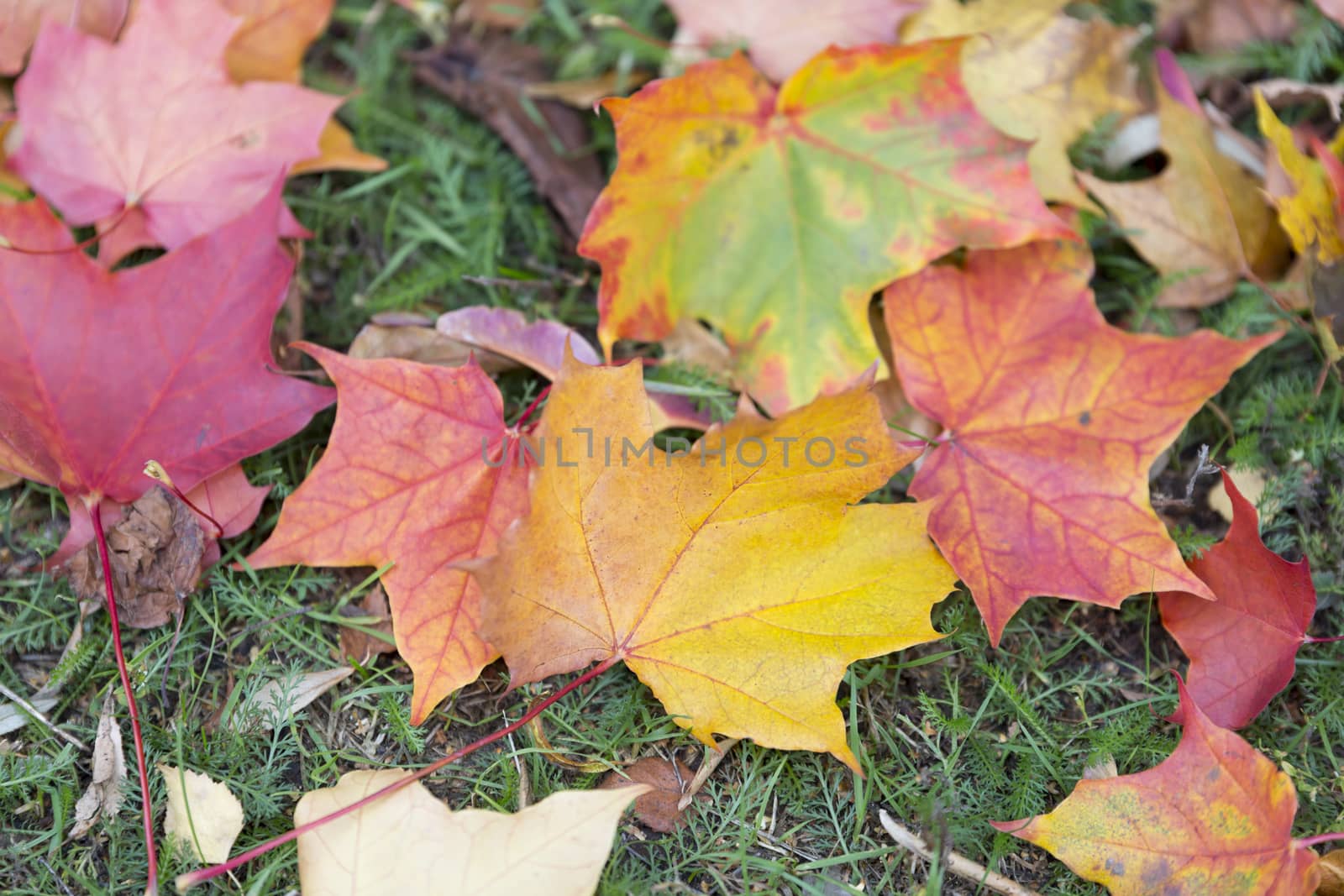 Autumn Maple Leaves on the Ground.