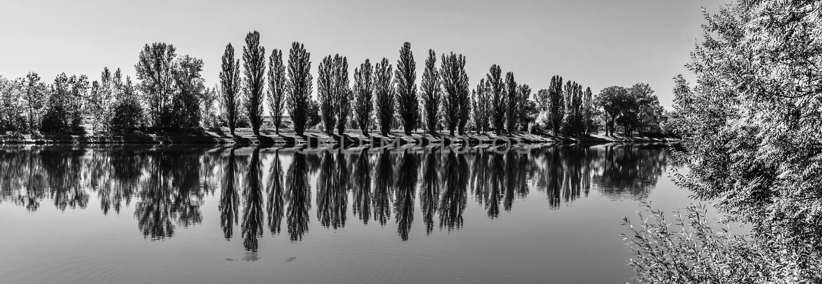 Alley of lush green poplar trees reflected in the water on sunny summer day by pyty