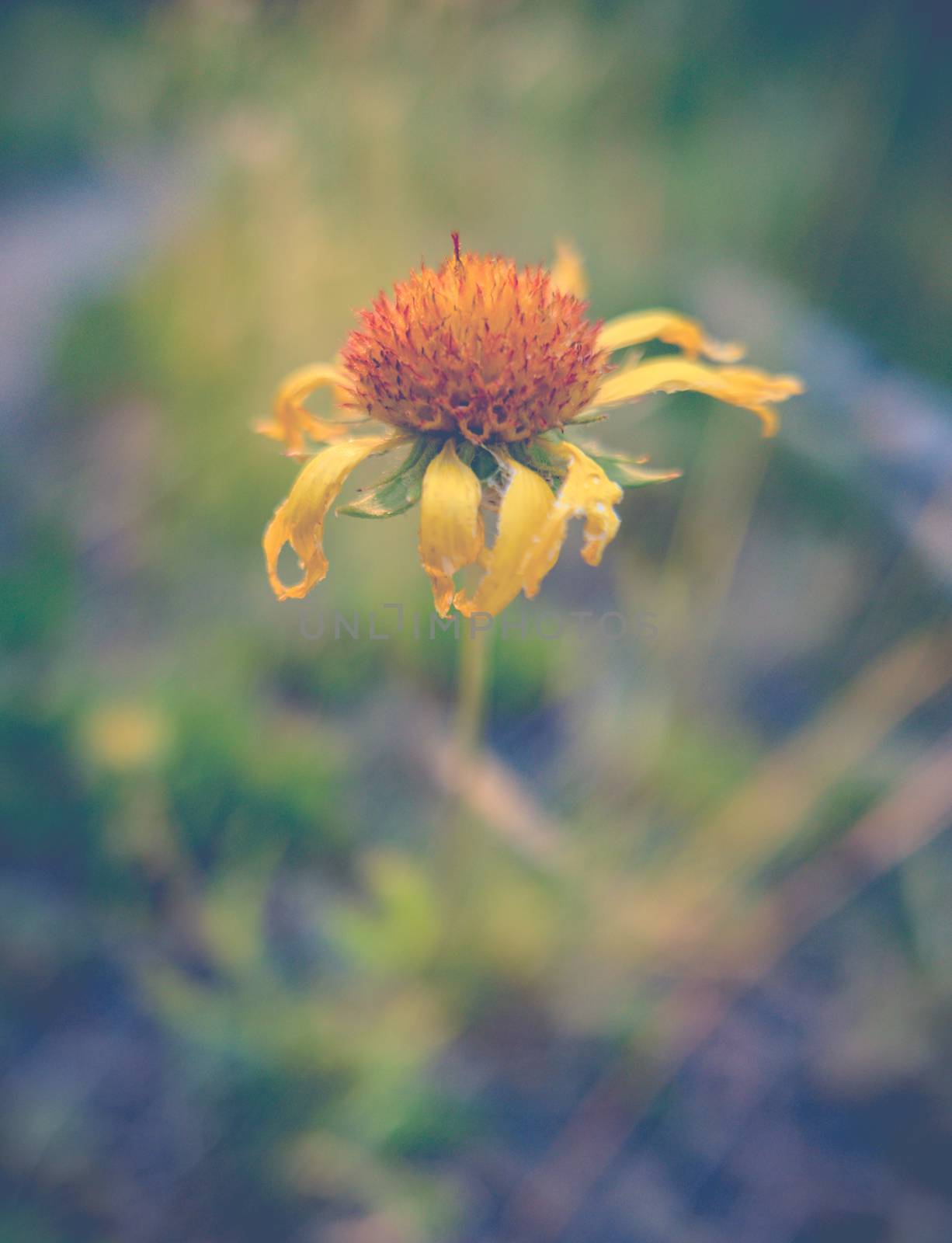 Shallow Focus Image Of A Dying Yellow Daisy Flower