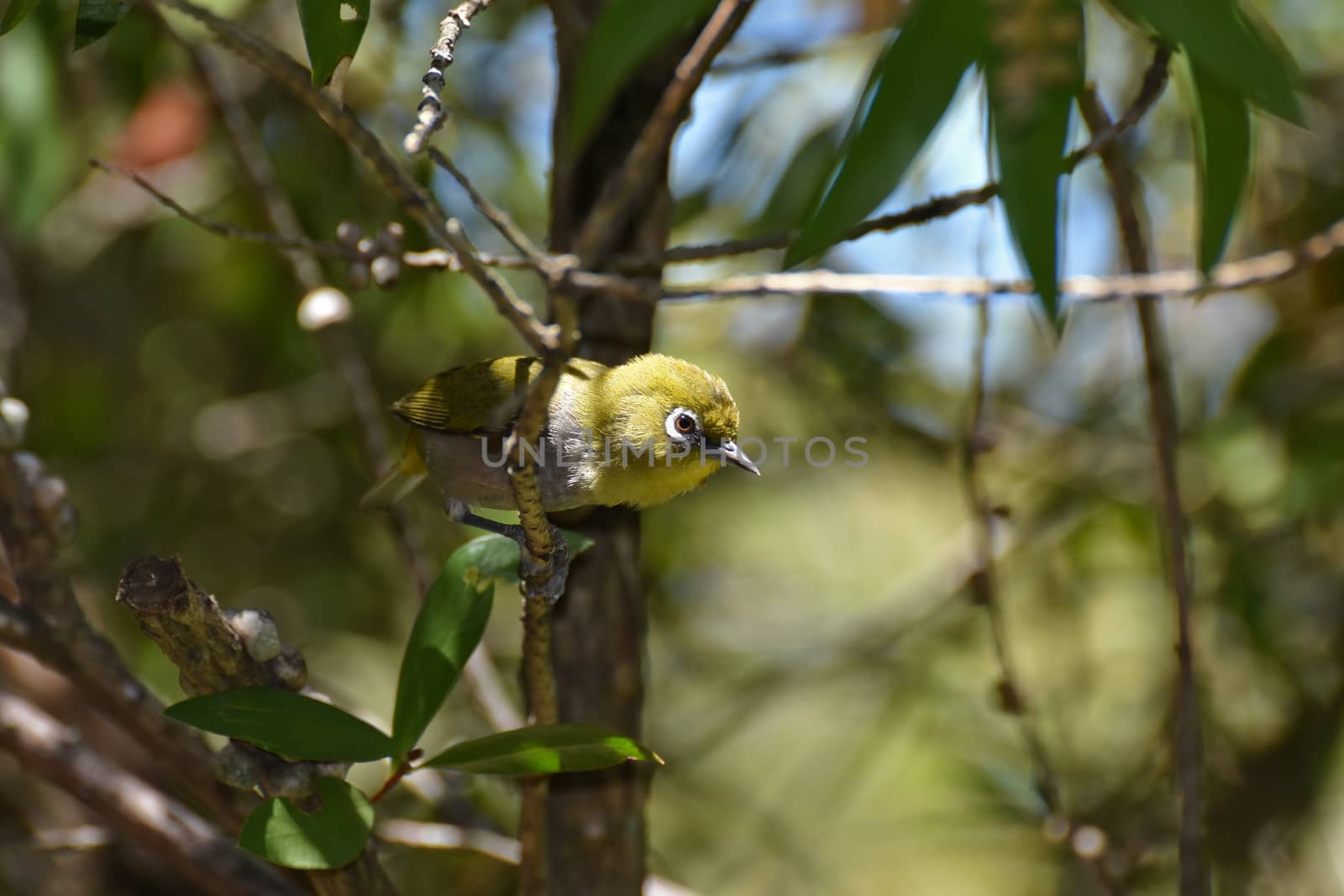 A curious cape white-eye bird (Zosterops pallidus) puffing its feathers, Plettenberg Bay, South Africa