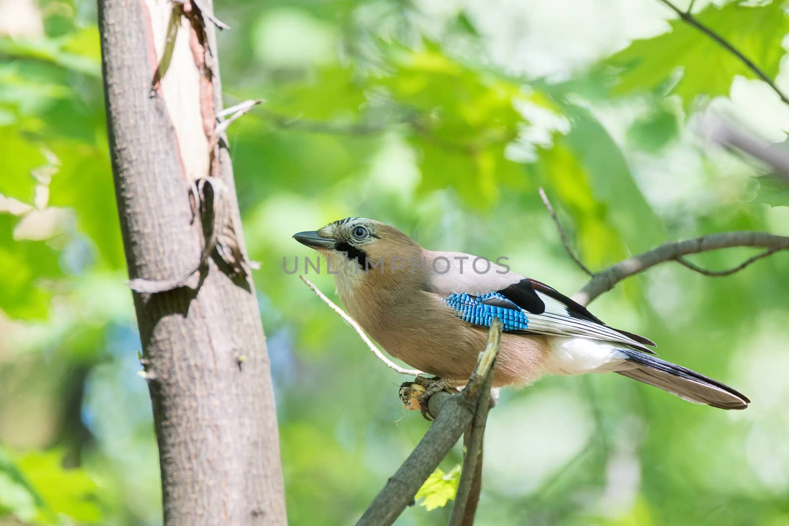 Garrulus glandarius on a branch by AlexBush