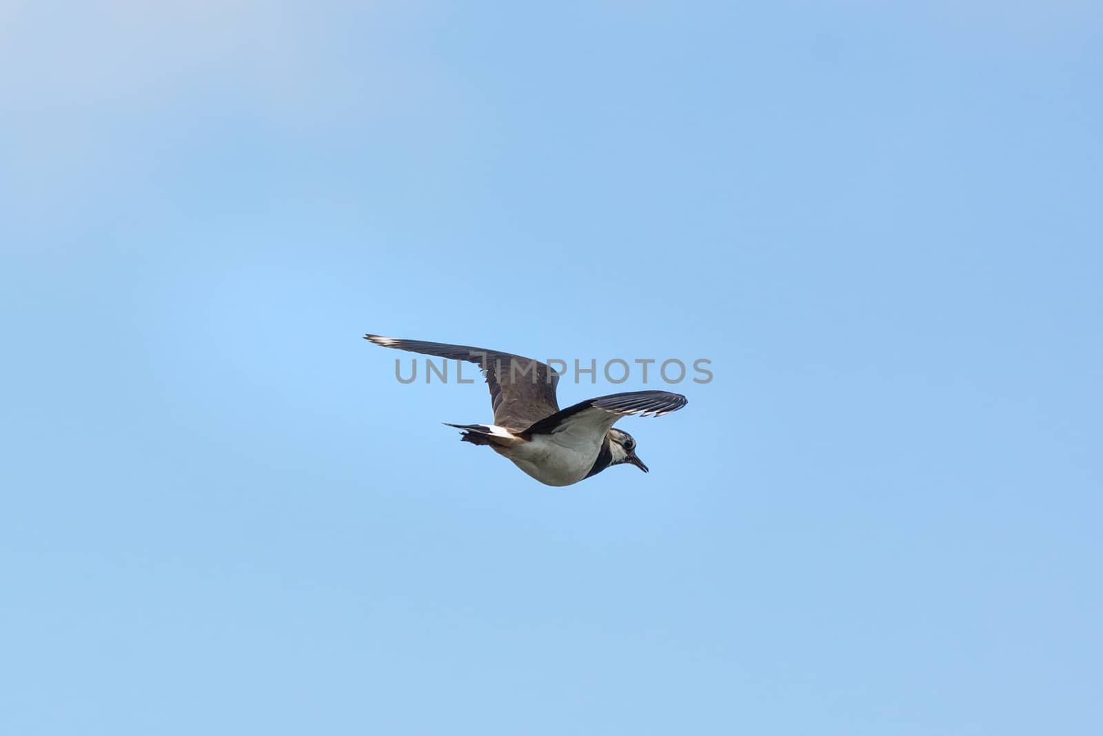 Vanellus in the sky by AlexBush