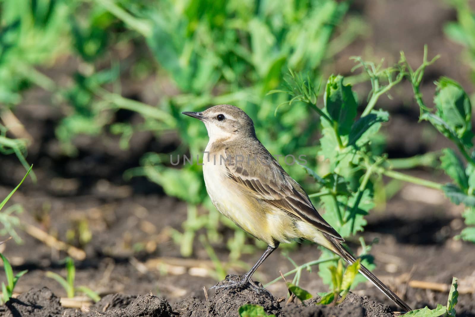 Motacilla flava on the ground by AlexBush