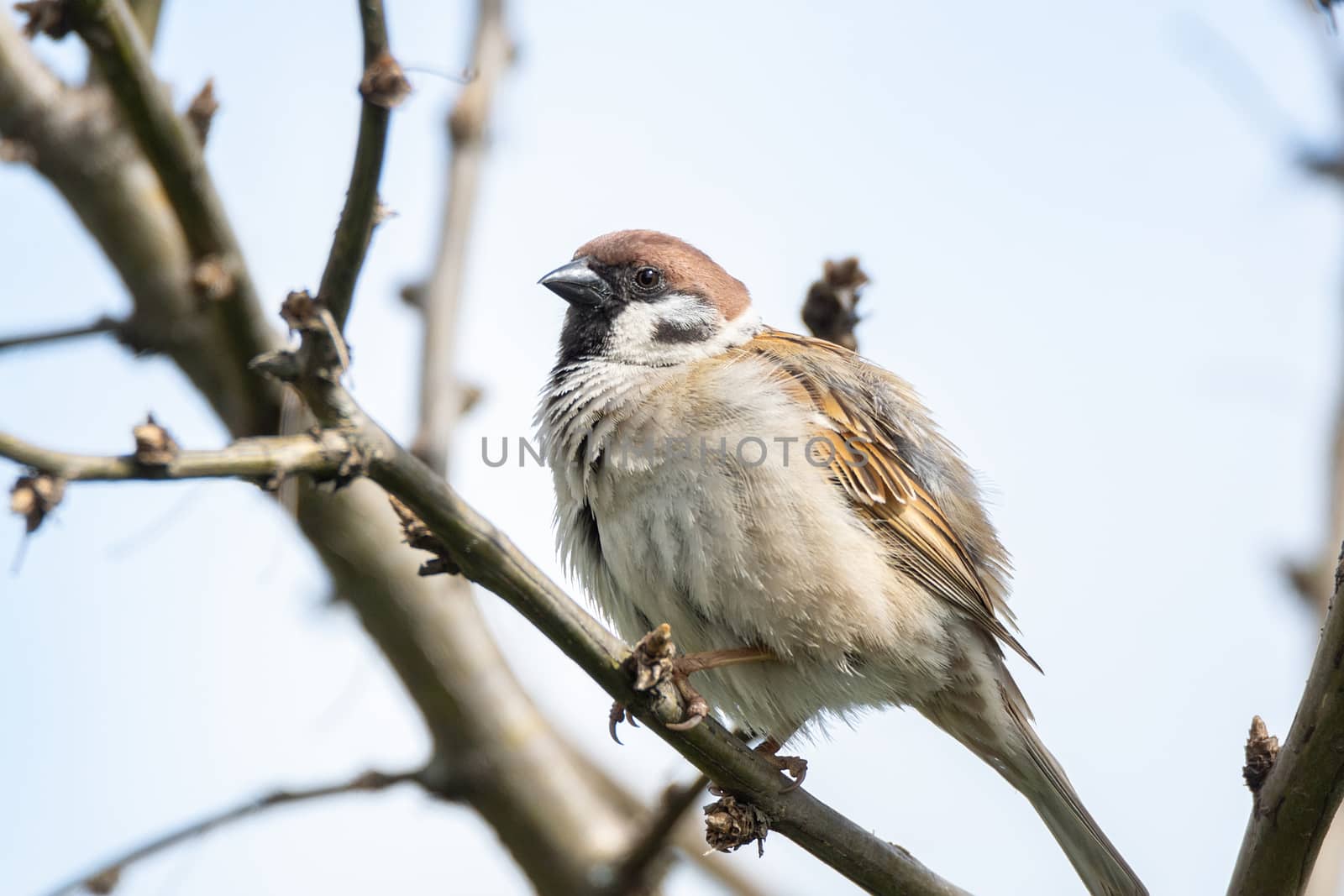 Passer domesticus on a branch by AlexBush