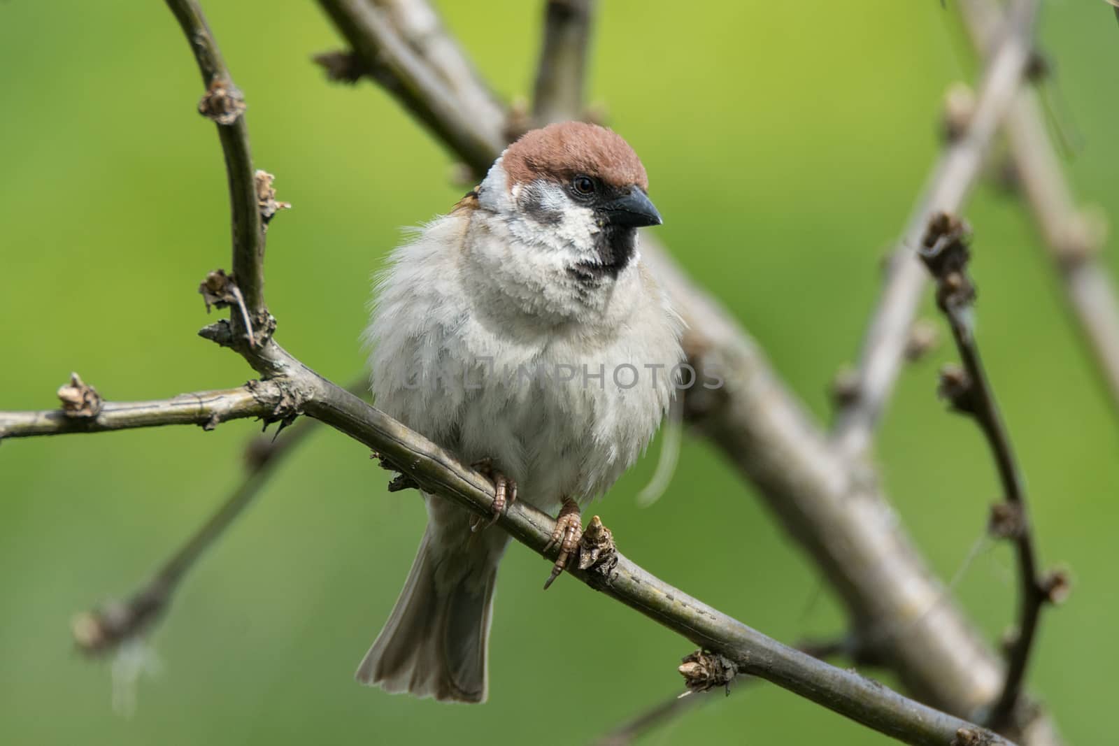 Passer domesticus on a branch by AlexBush