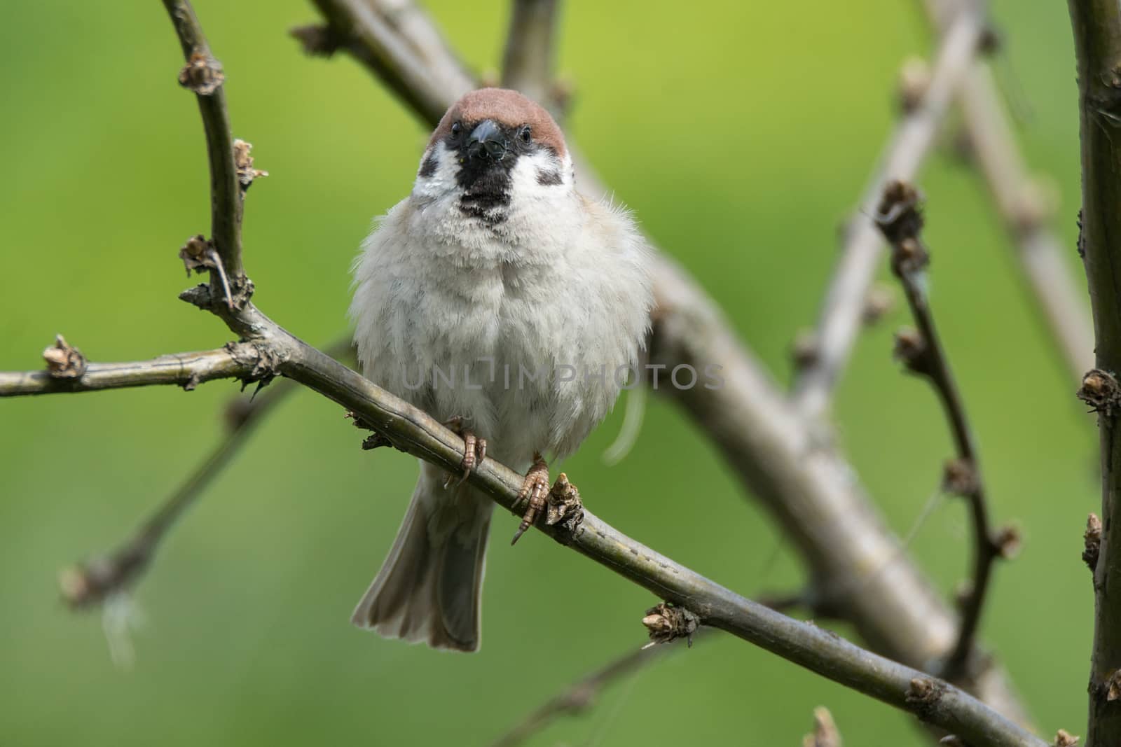 Passer domesticus on a branch by AlexBush