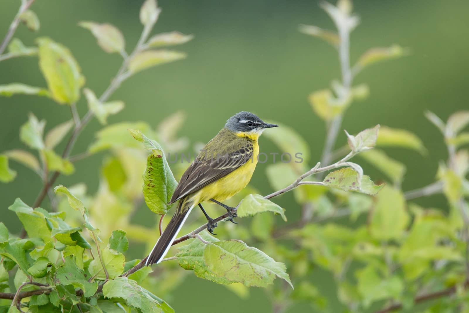 Motacilla flava stands on the ground next to the grass