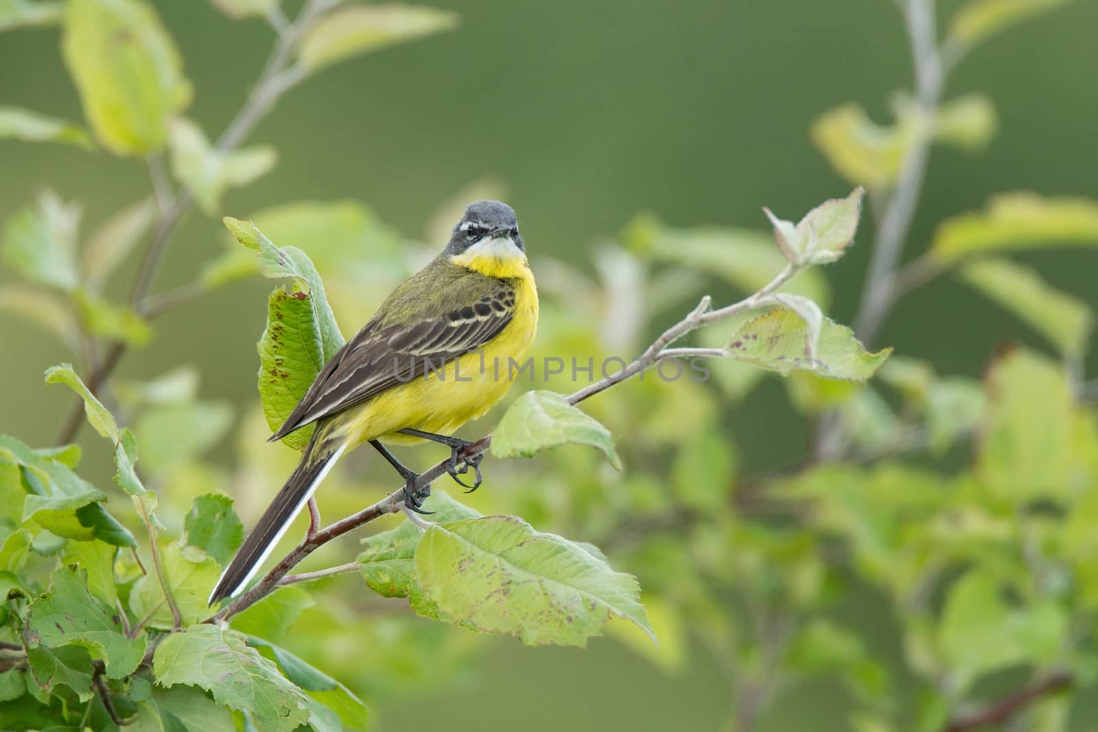 Motacilla flava stands on the ground next to the grass