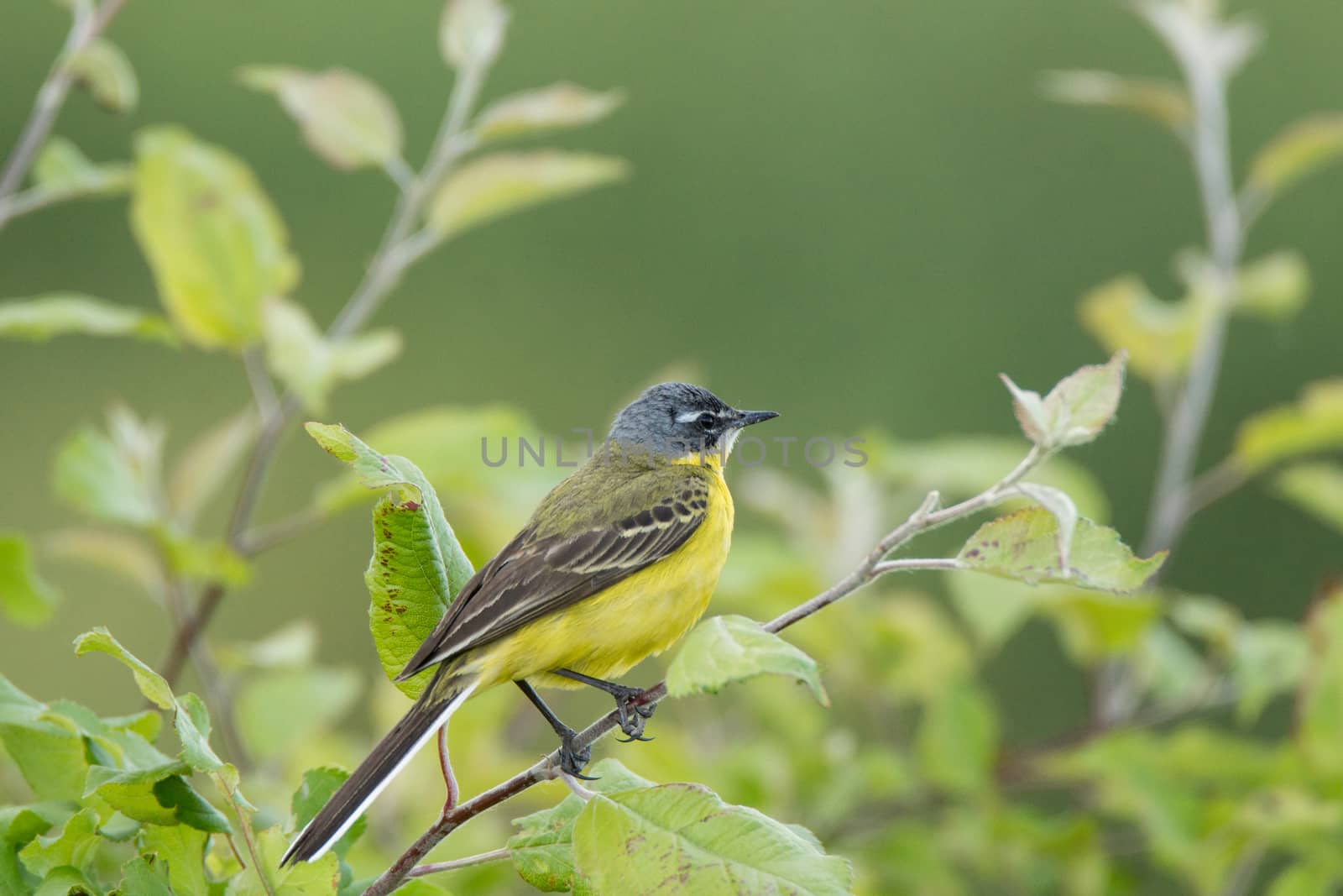 Motacilla flava on the ground by AlexBush