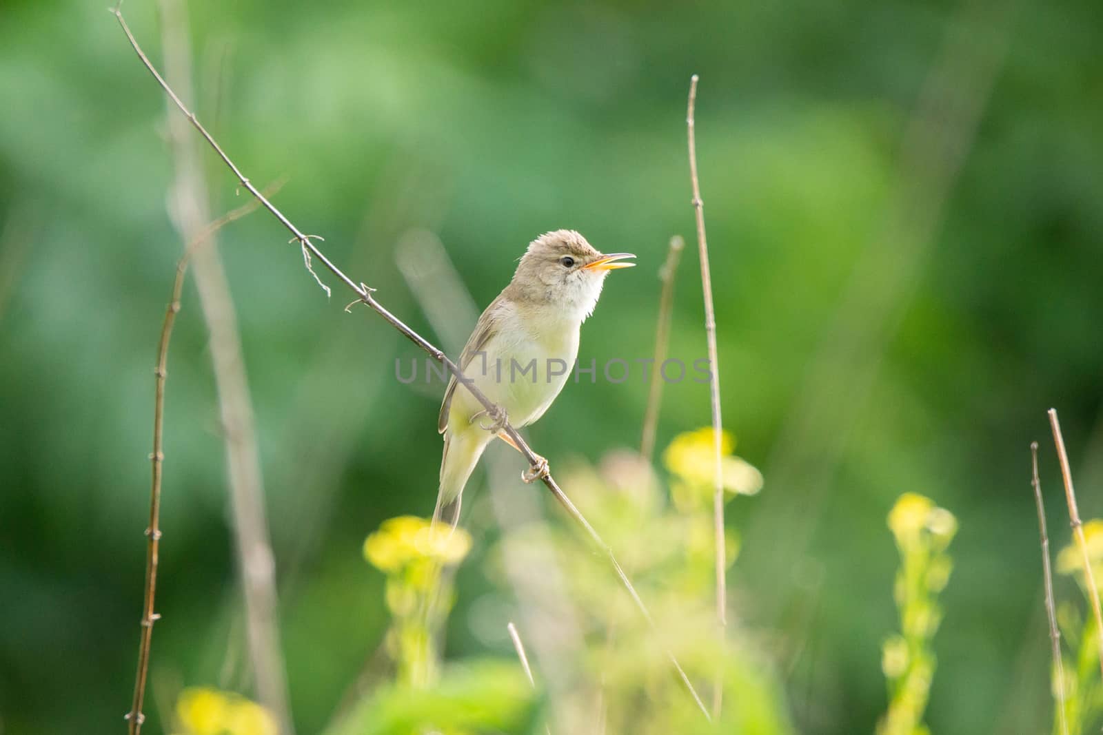 reed on a branch by AlexBush