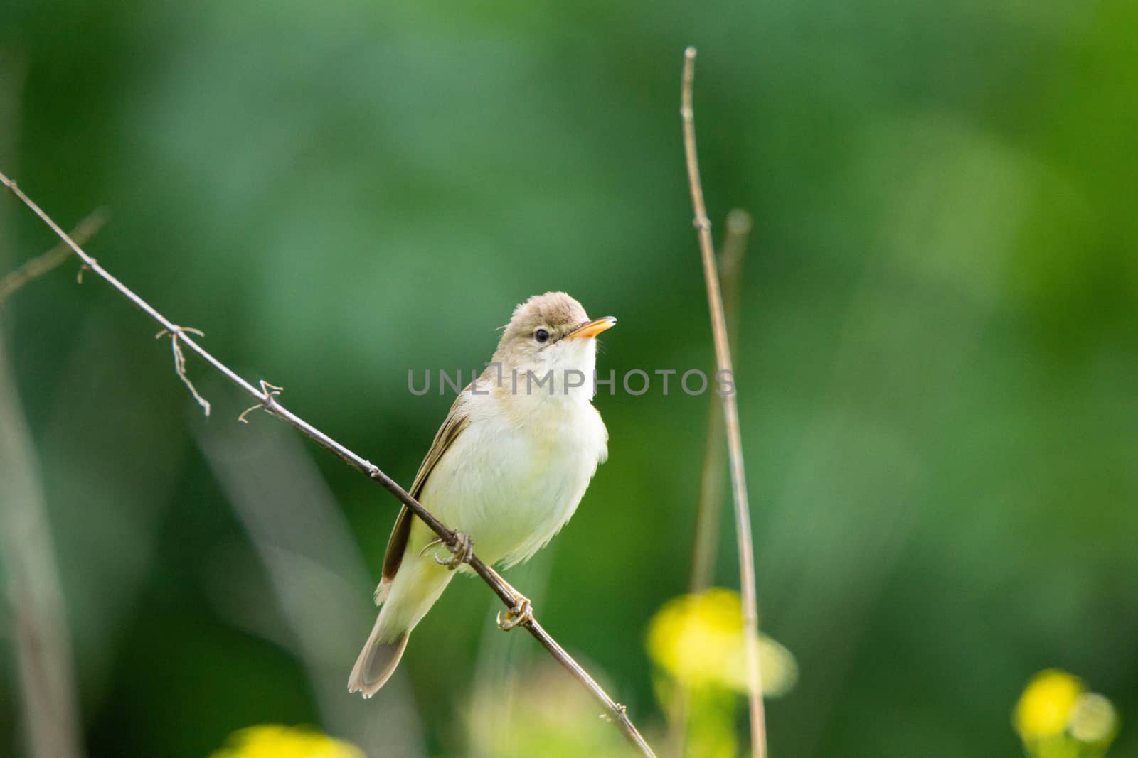 reed on a branch by AlexBush