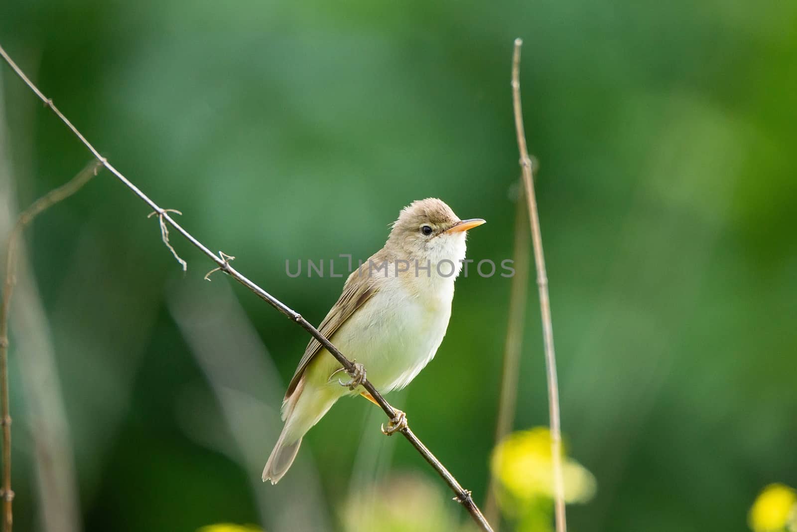 reed on a branch by AlexBush