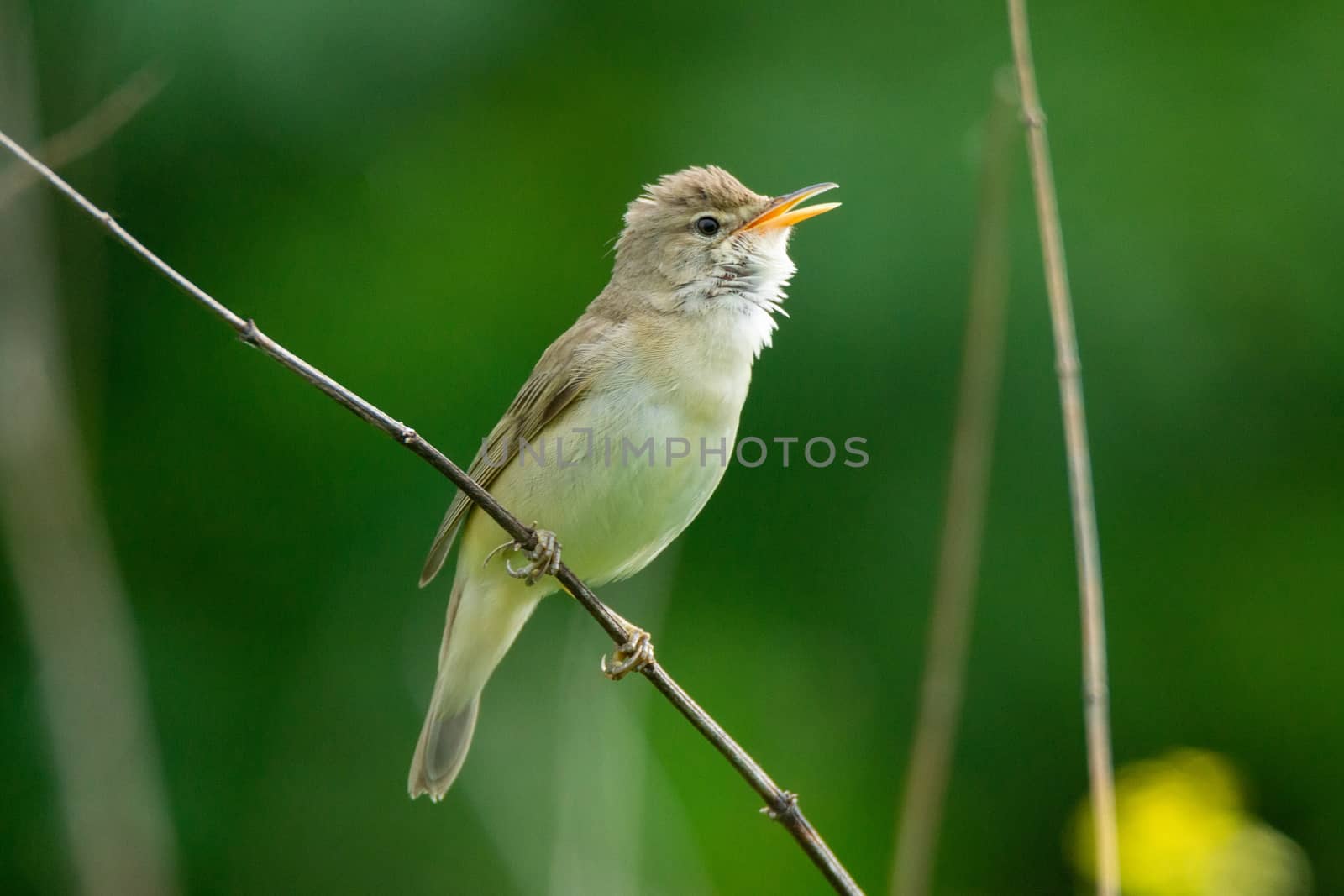 reed on a branch by AlexBush