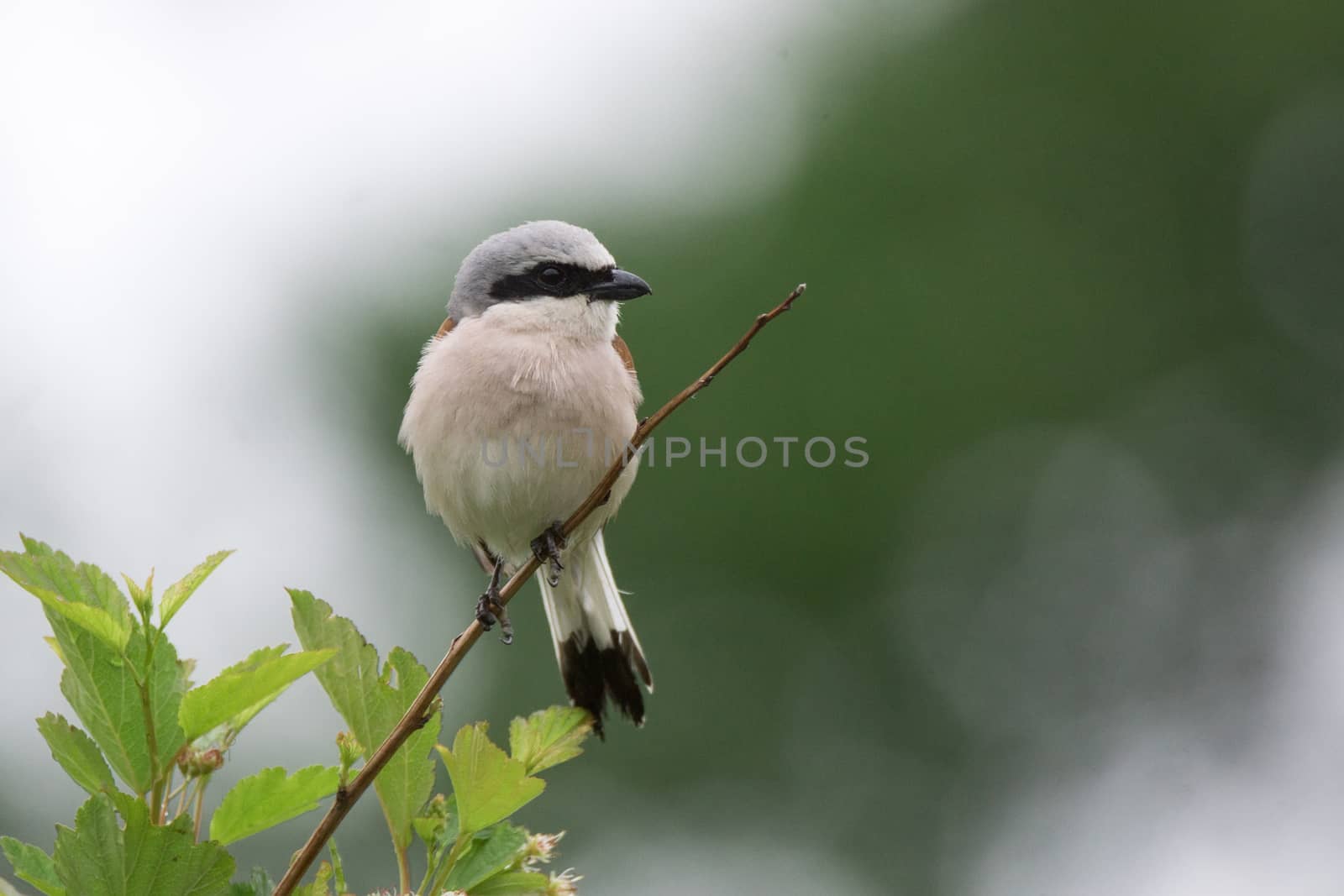 Lanius collurio sits on a branch, a gray bird