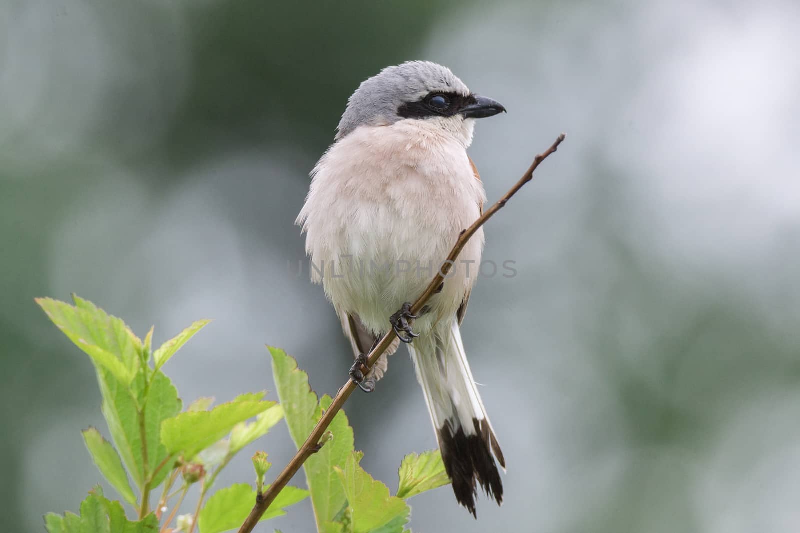 Lanius collurio sits on a branch, a gray bird