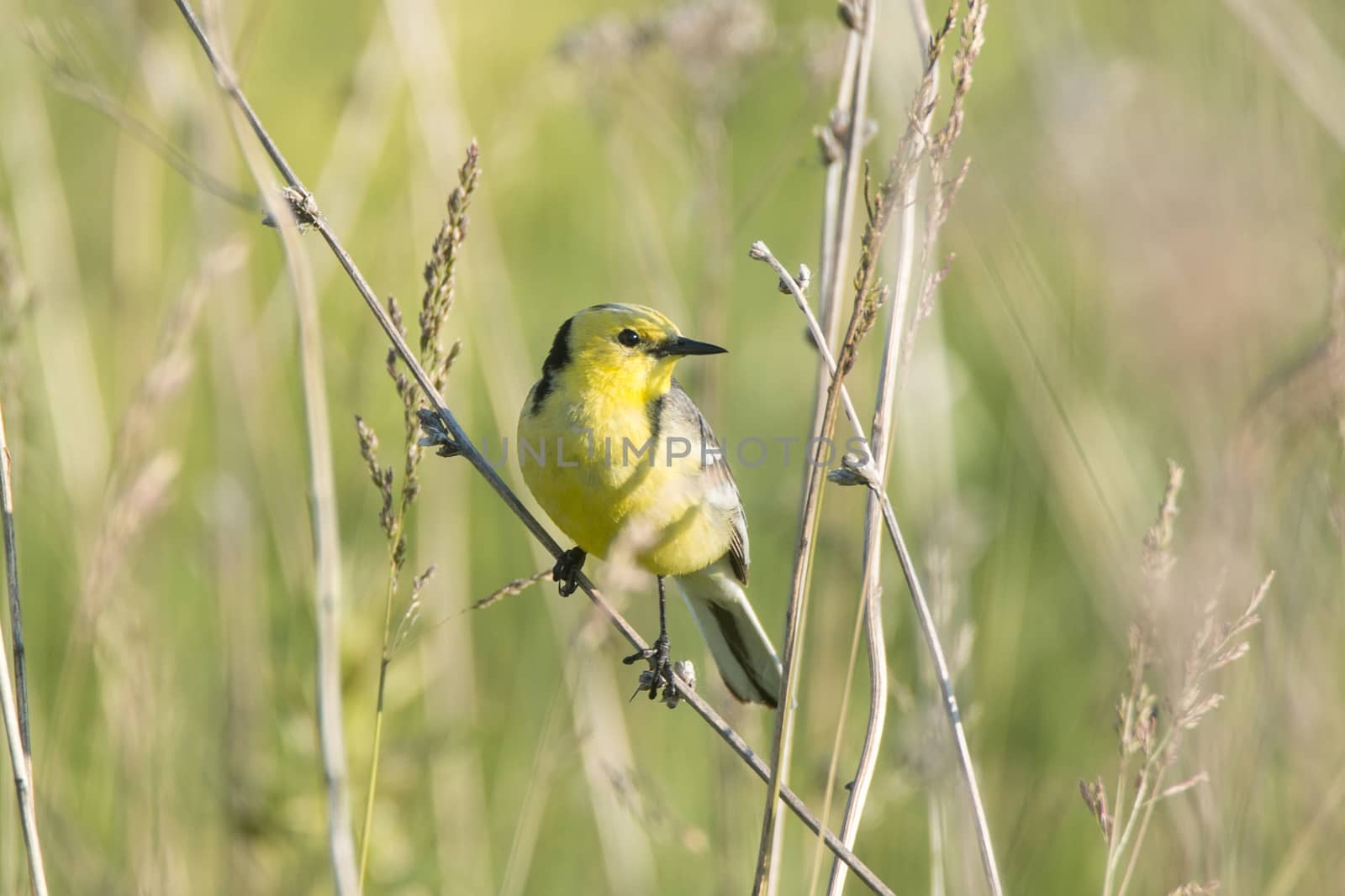 Motacilla flava on the ground by AlexBush