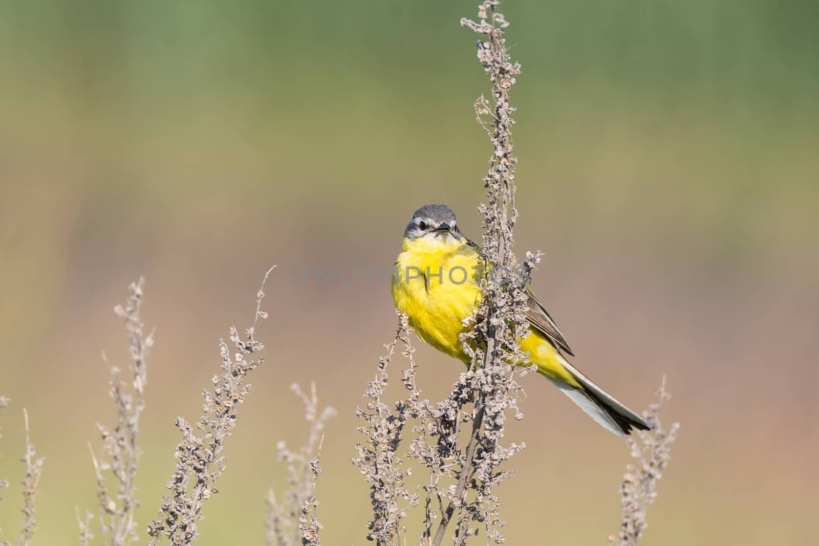 Motacilla flava stands on the ground next to the grass