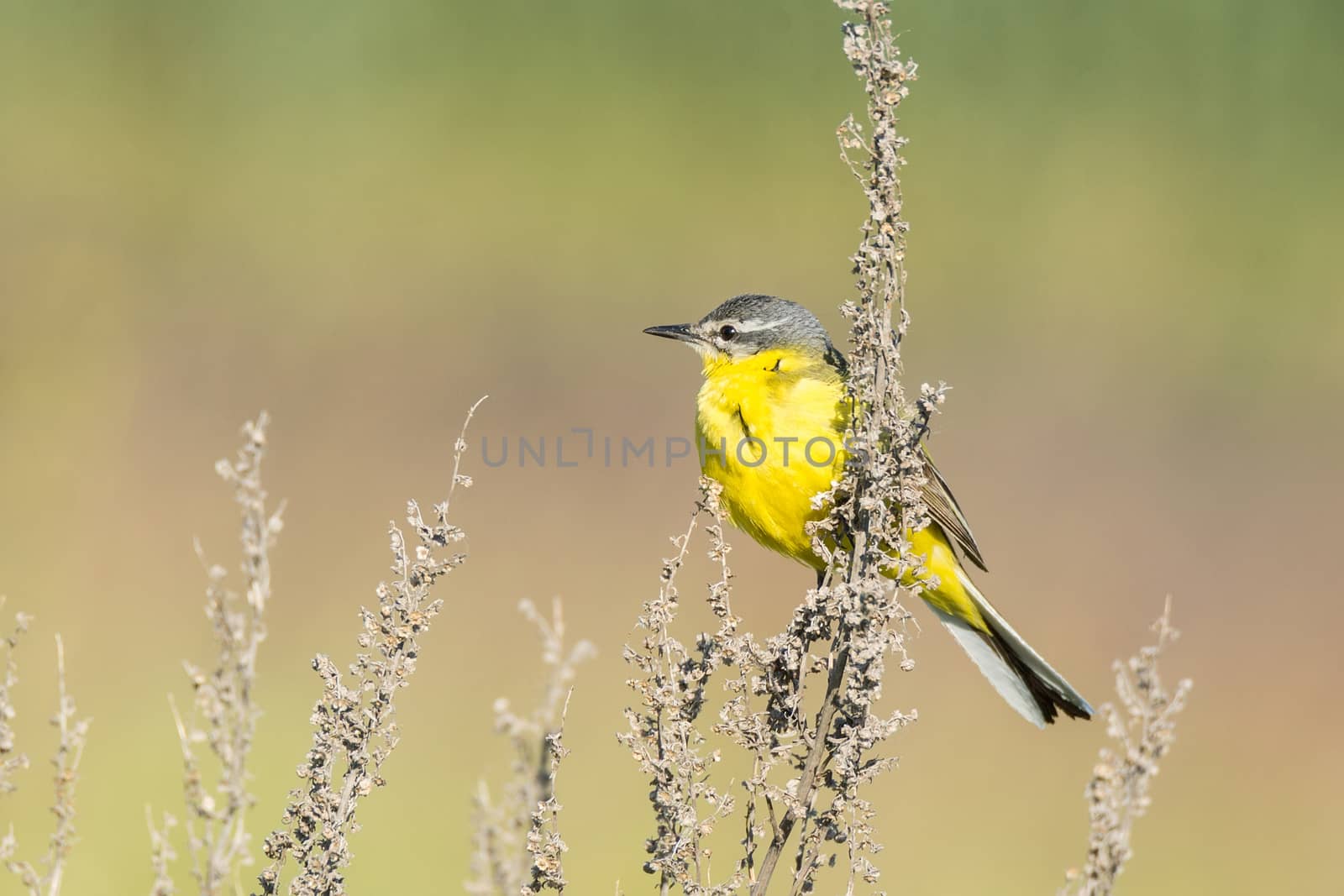 Motacilla flava stands on the ground next to the grass