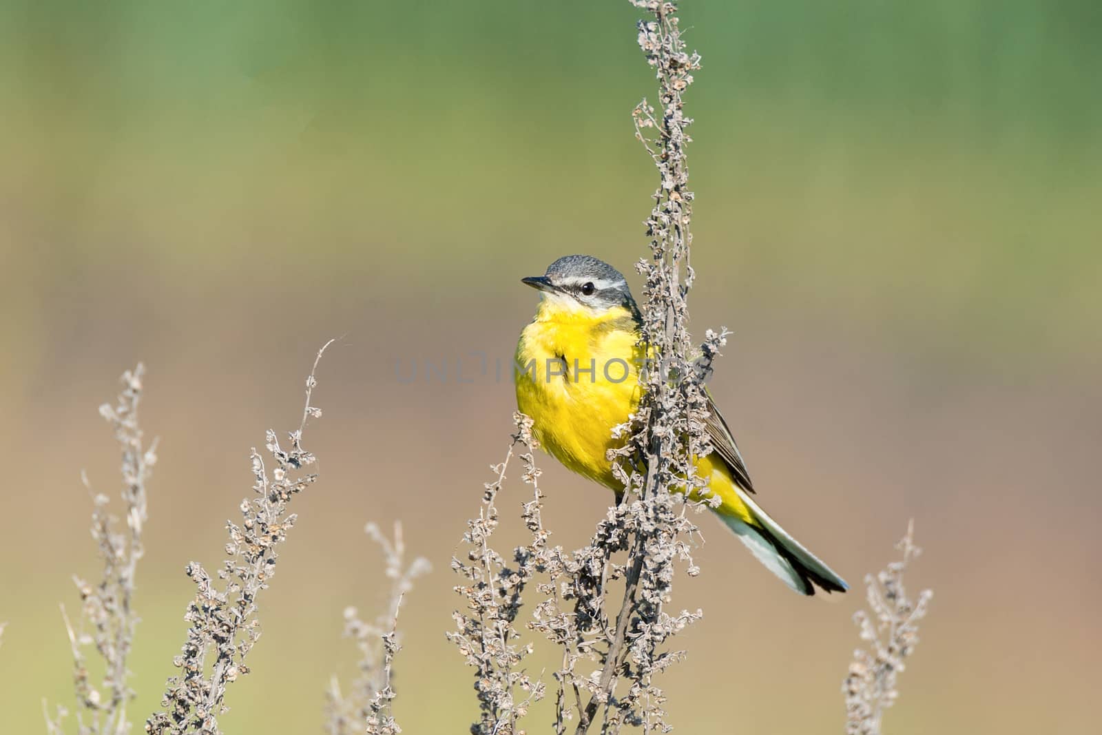 Motacilla flava on the ground by AlexBush