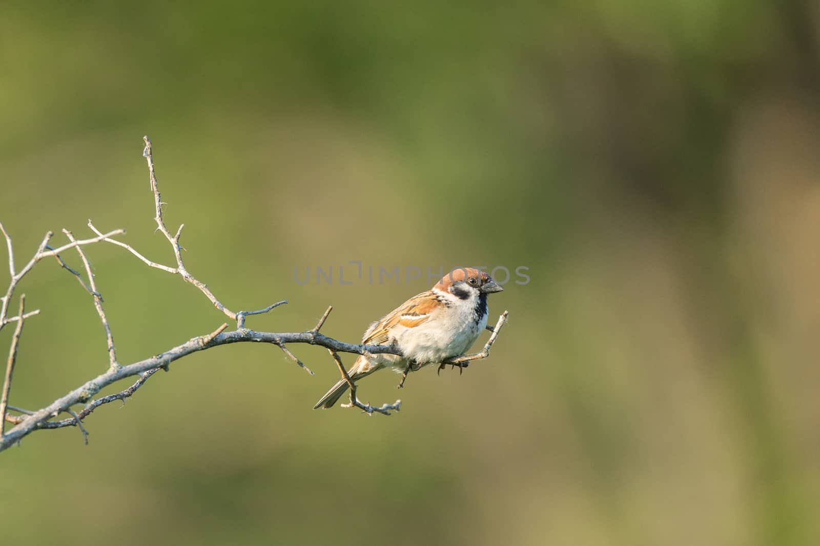 Passer domesticus on a branch by AlexBush