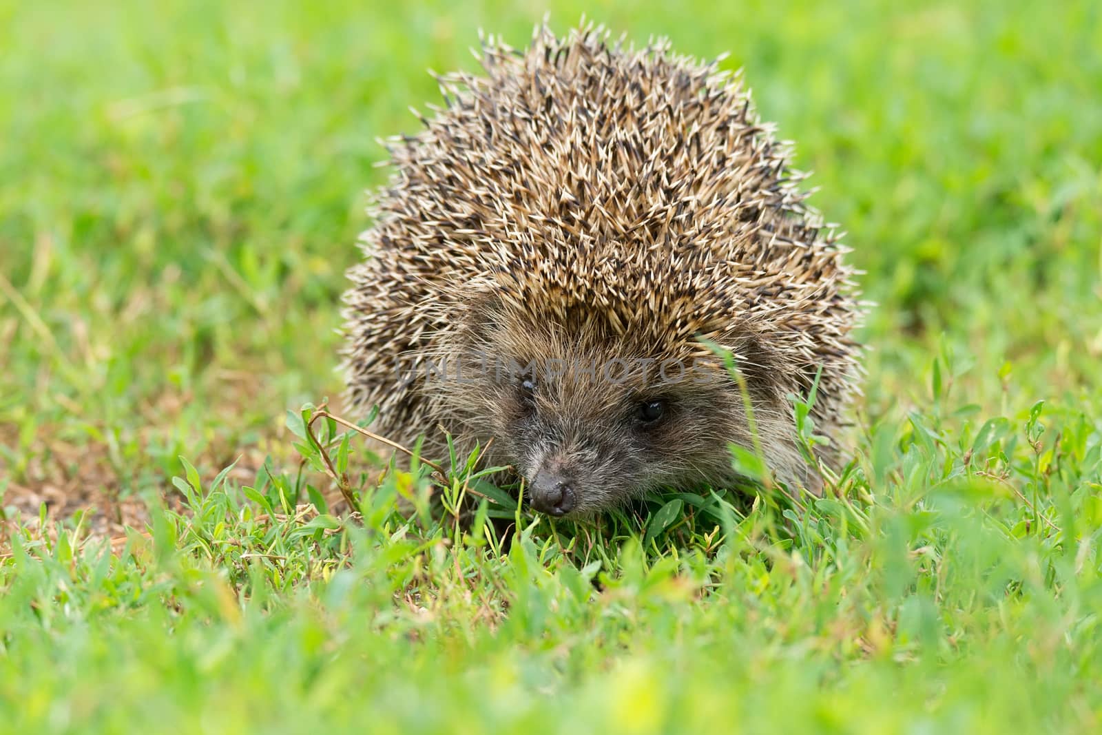 Hedgehog on green grass, hedgehog on nature