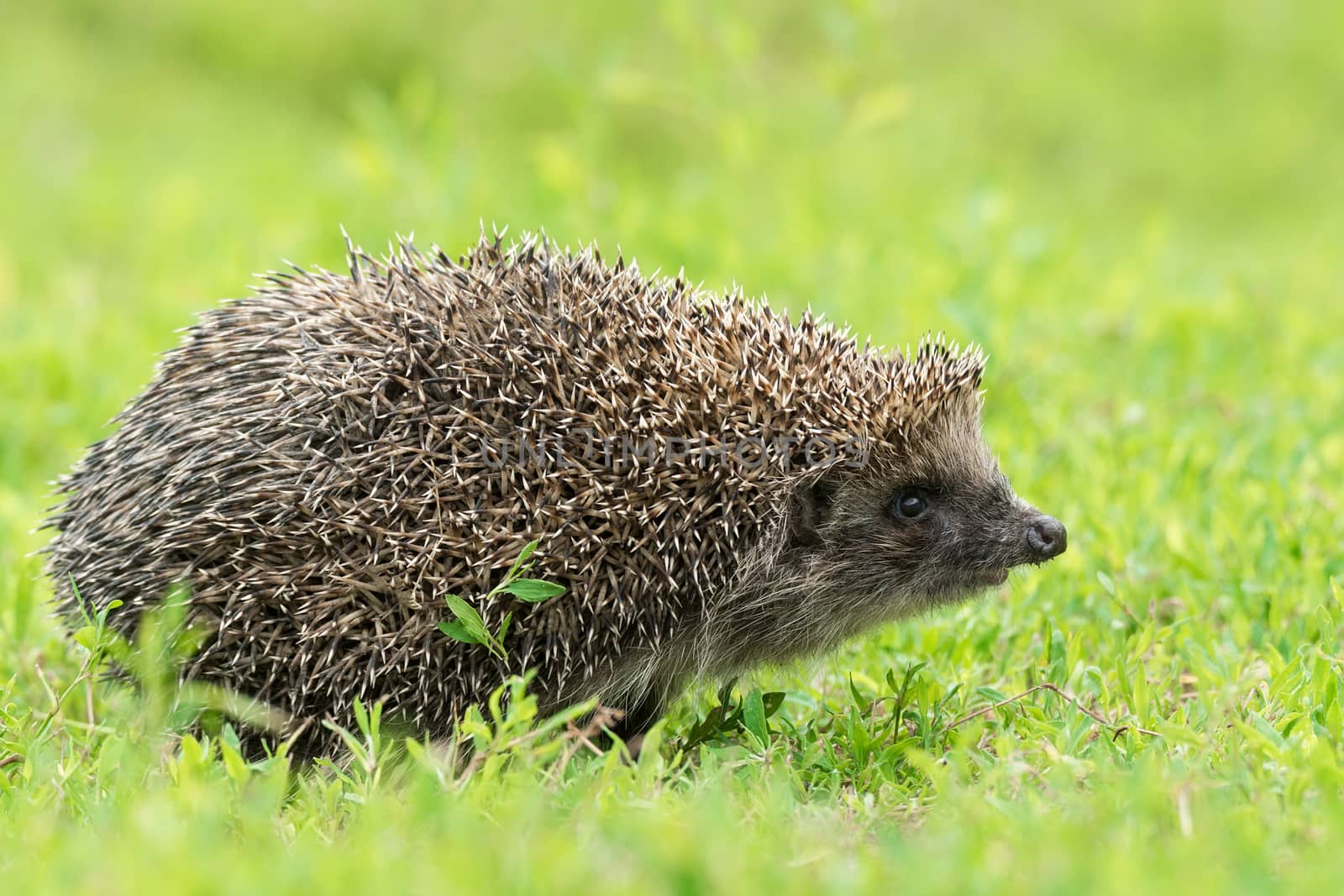 Hedgehog on green grass, hedgehog on nature