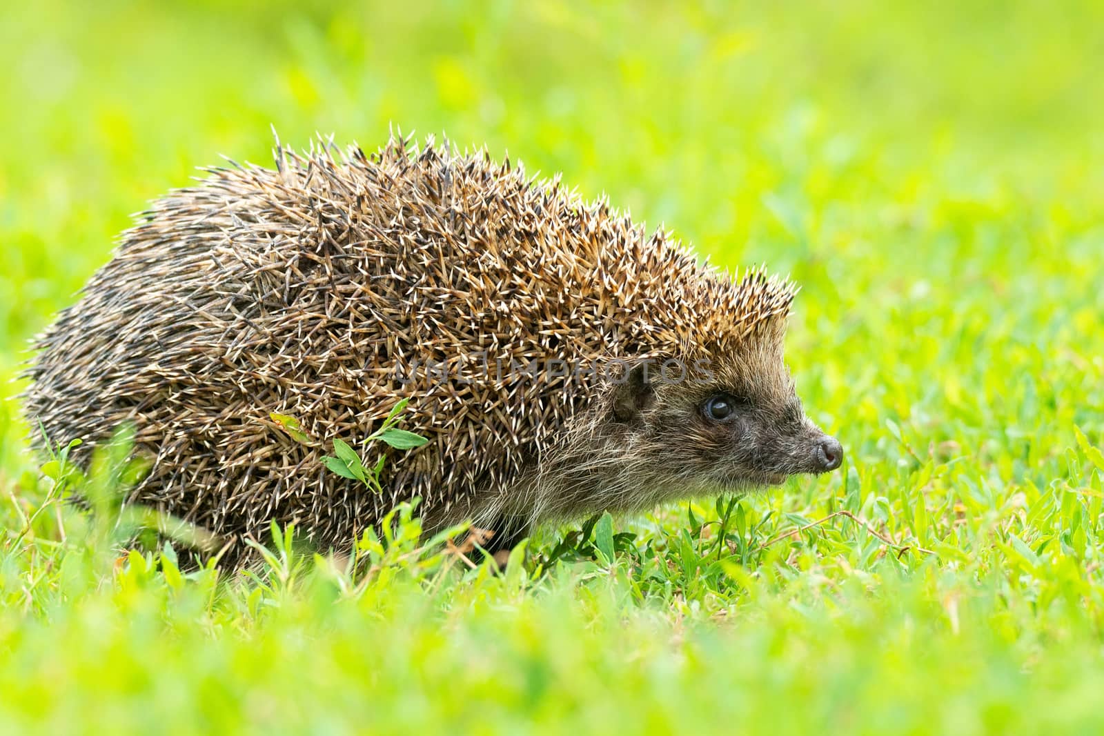 Hedgehog on green grass, hedgehog on nature