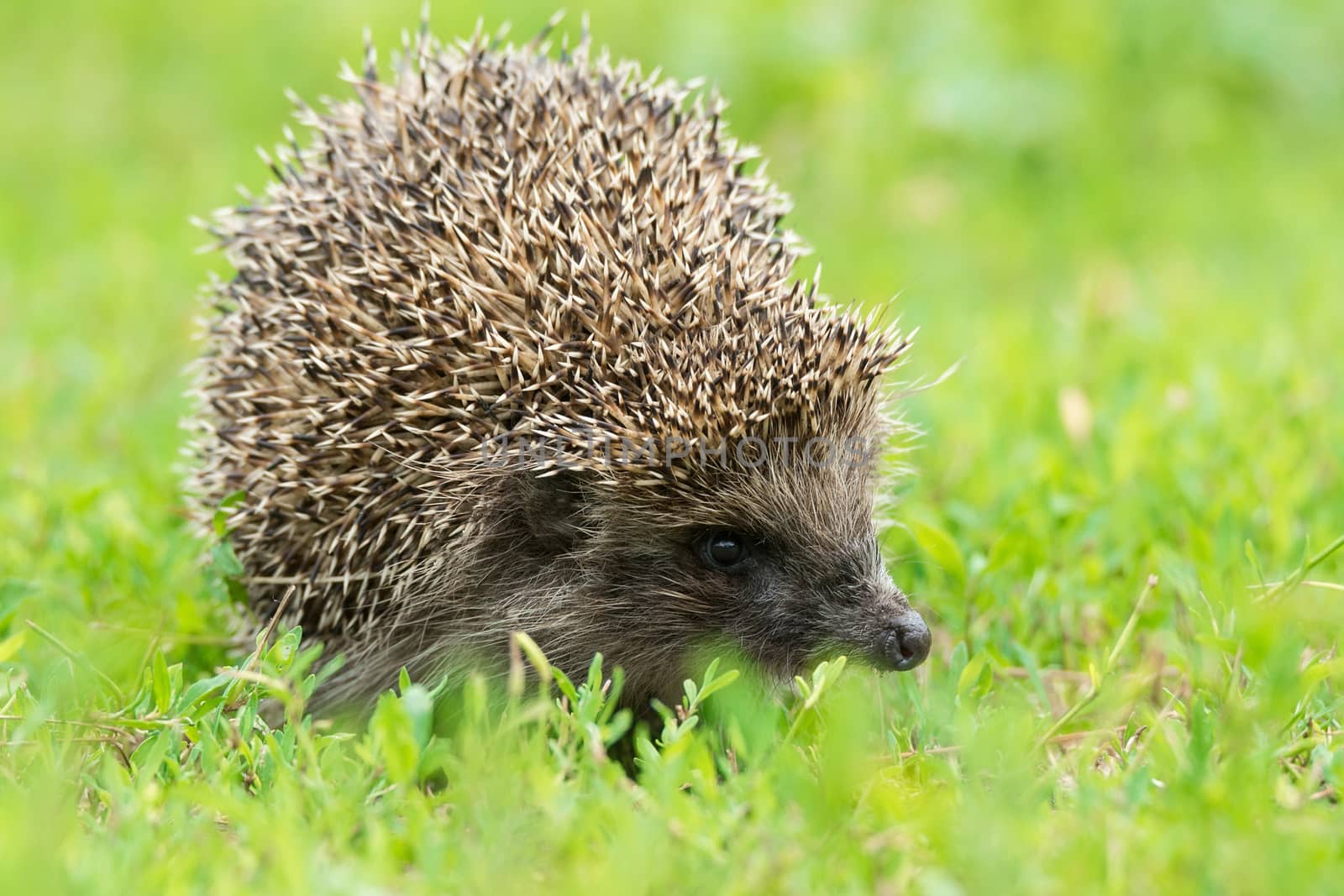 hedgehog on the grass by AlexBush