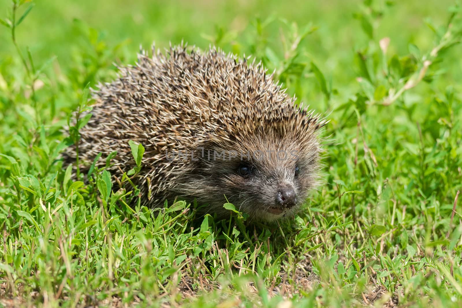 hedgehog on the grass by AlexBush