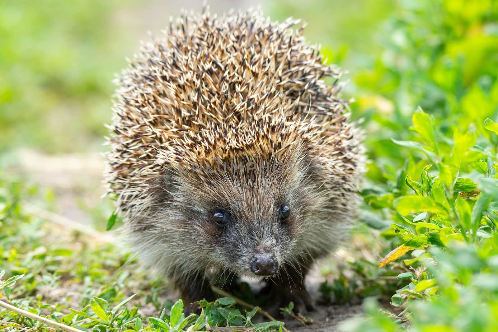 Hedgehog on green grass, hedgehog on nature