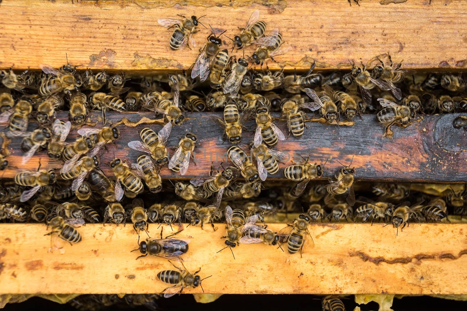 Bees are paying attention to the developing larva of the Queen Bee