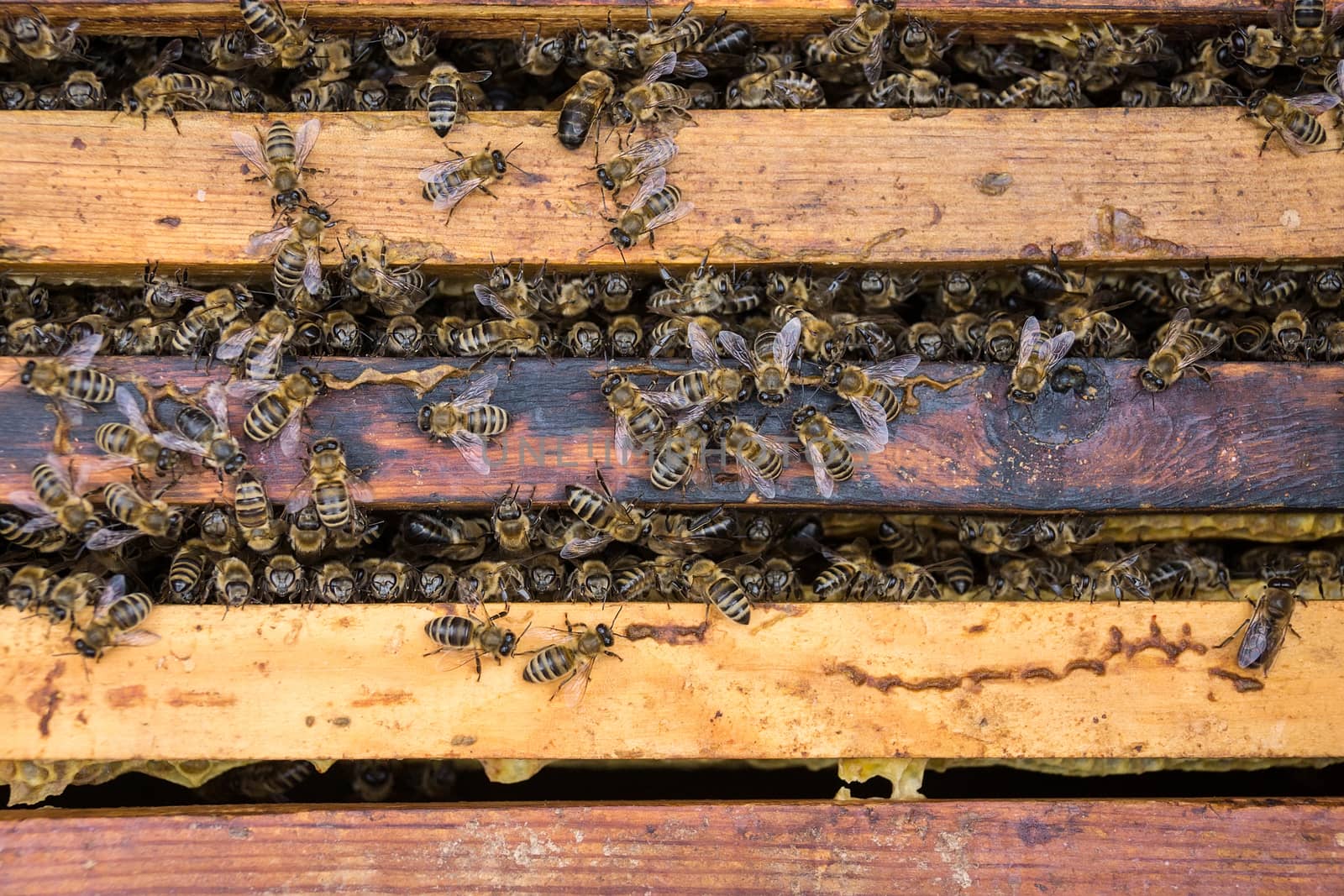 Bees are paying attention to the developing larva of the Queen Bee