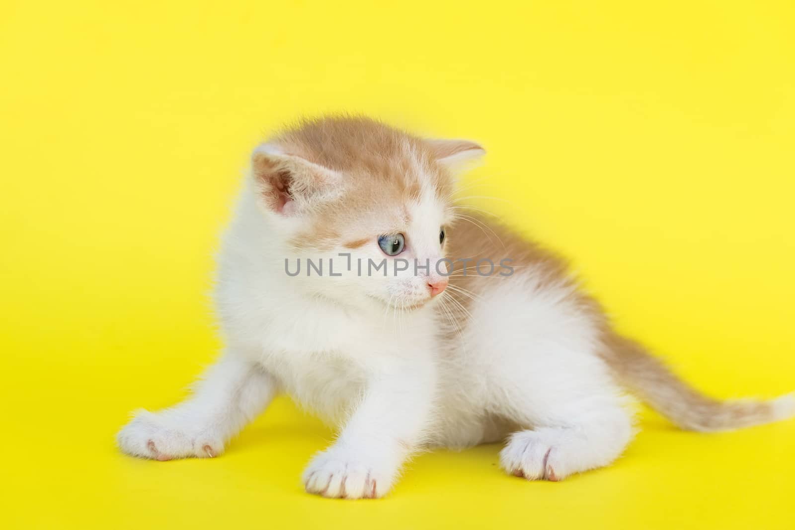 Little red kitten on a yellow background